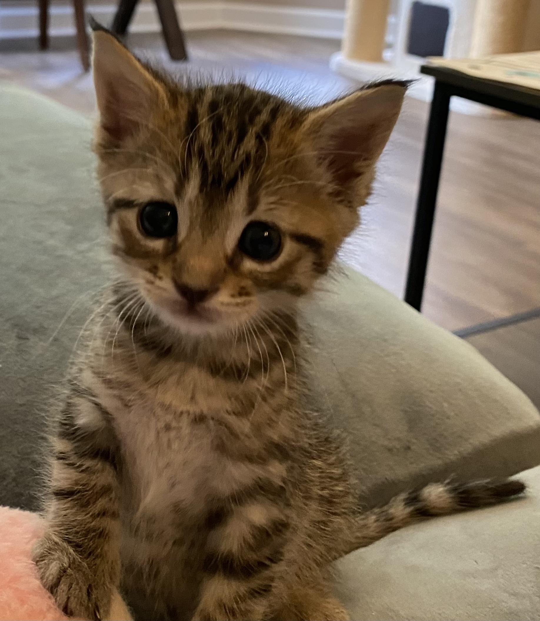 Enlarge Marble Rye, a Adopted Domestic Short Hair in Charlotte, NC image 1/6