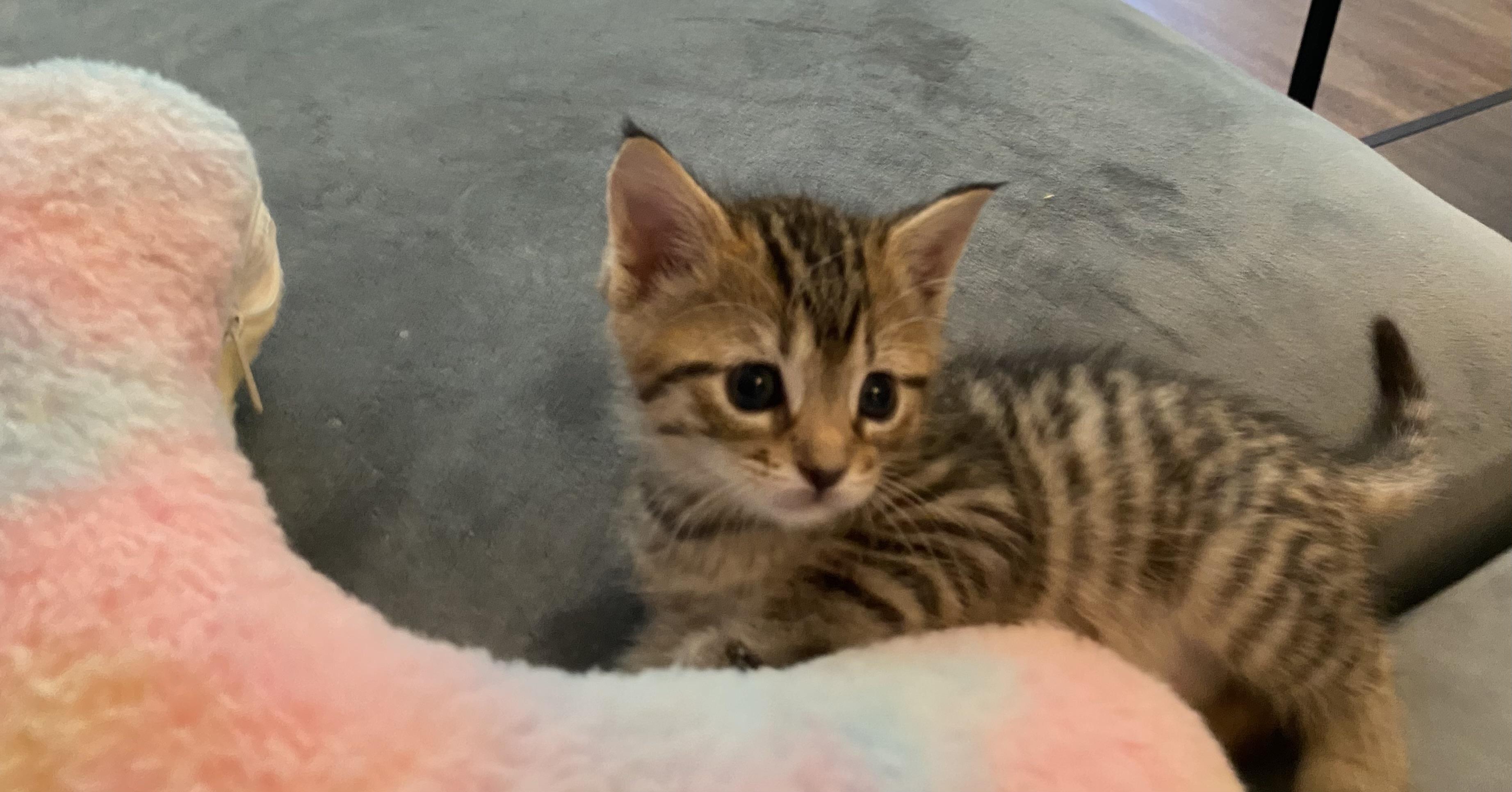 Enlarge Marble Rye, a Adopted Domestic Short Hair in Charlotte, NC image 2/6