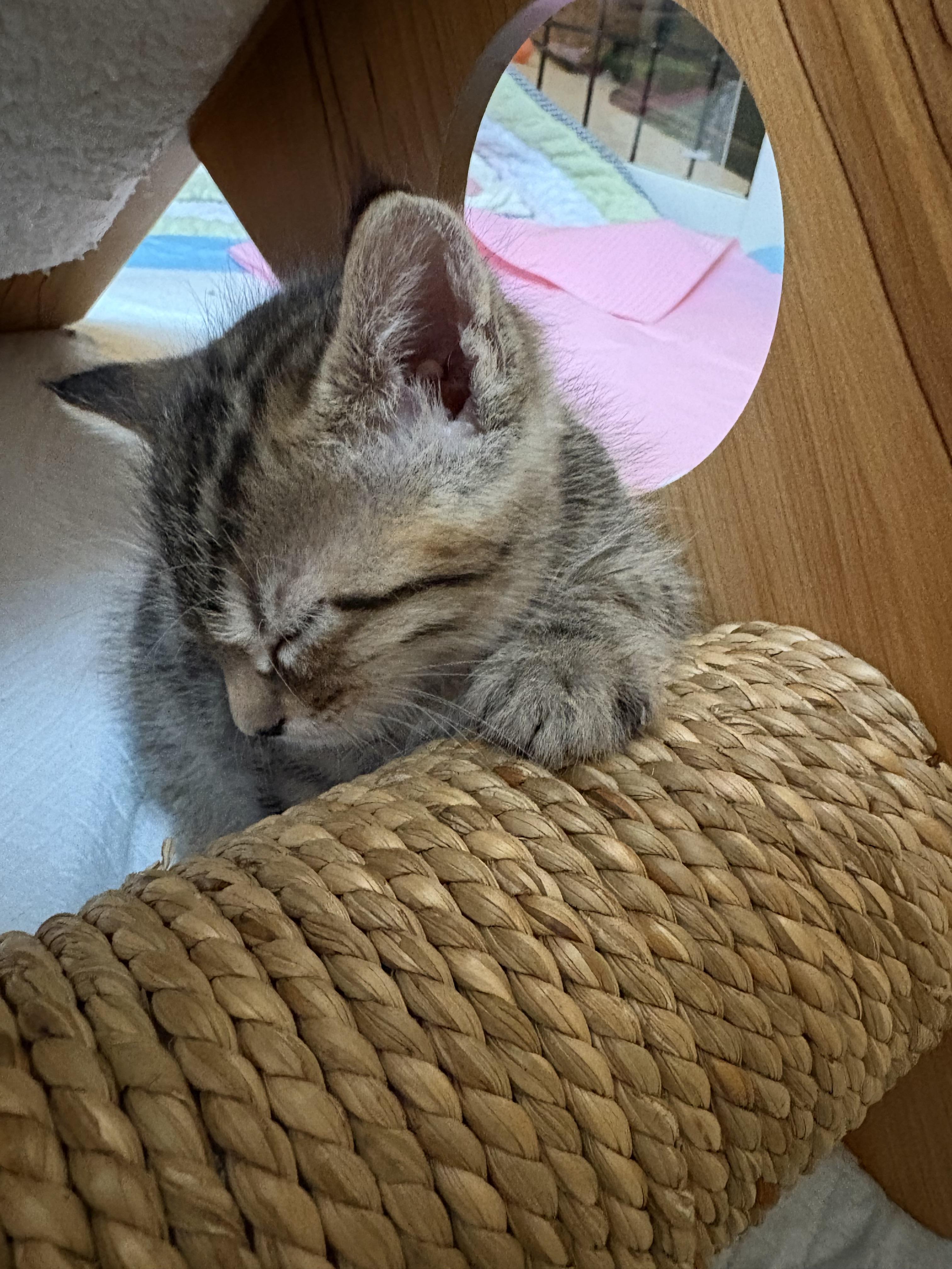 Enlarge Marble Rye, a Adopted Domestic Short Hair in Charlotte, NC image 4/6