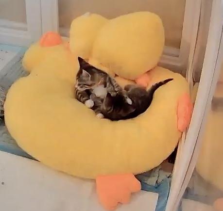 Enlarge Marble Rye, a Adopted Domestic Short Hair in Charlotte, NC image 5/6