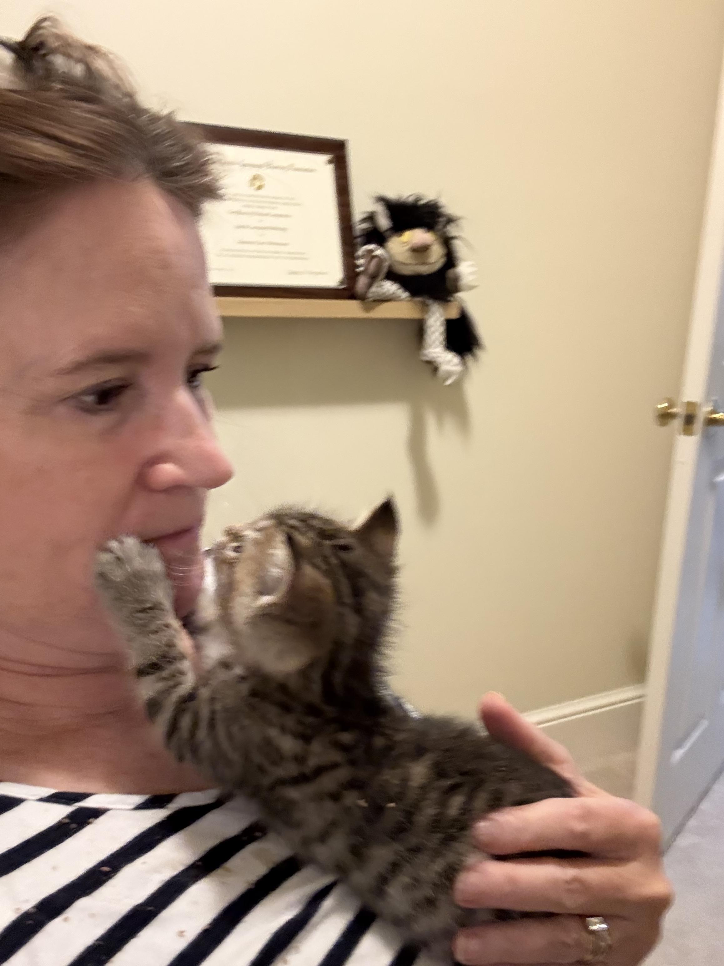 Enlarge Marble Rye, a Adopted Domestic Short Hair in Charlotte, NC image 6/6