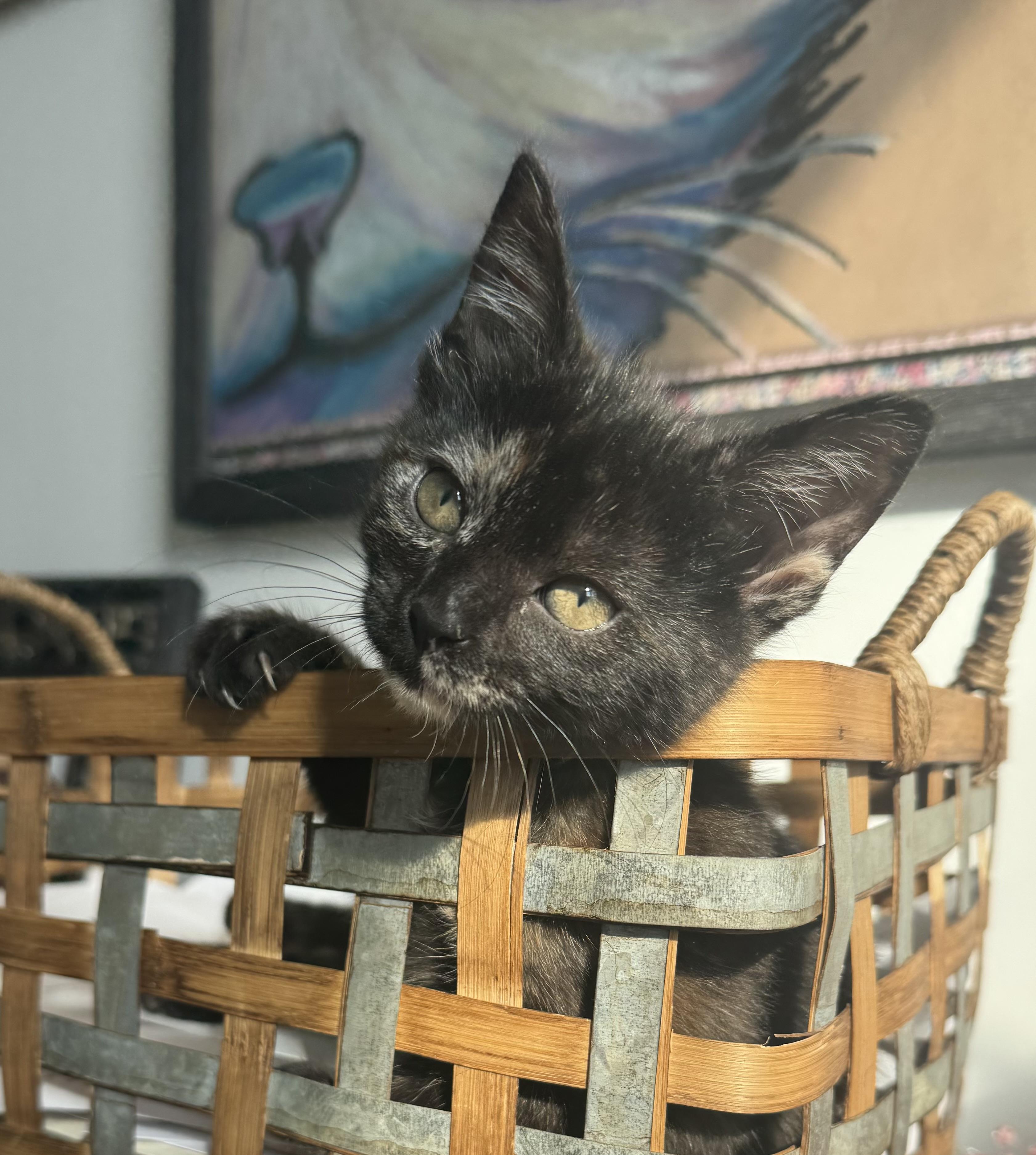 Turtle, a Adoptable mixed breed in Hooper, NE image 1/4