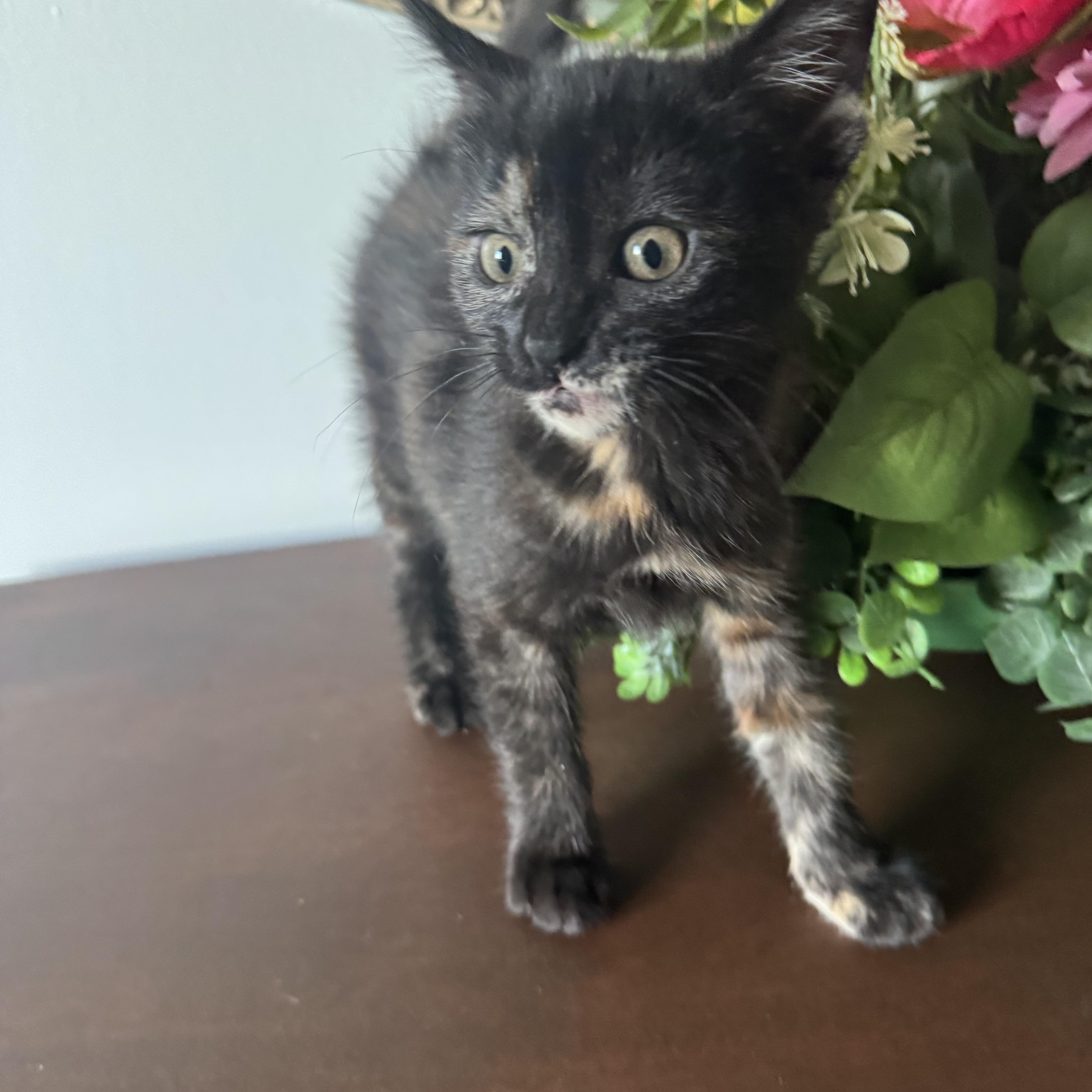 Turtle, a Adoptable mixed breed in Hooper, NE image 4/4