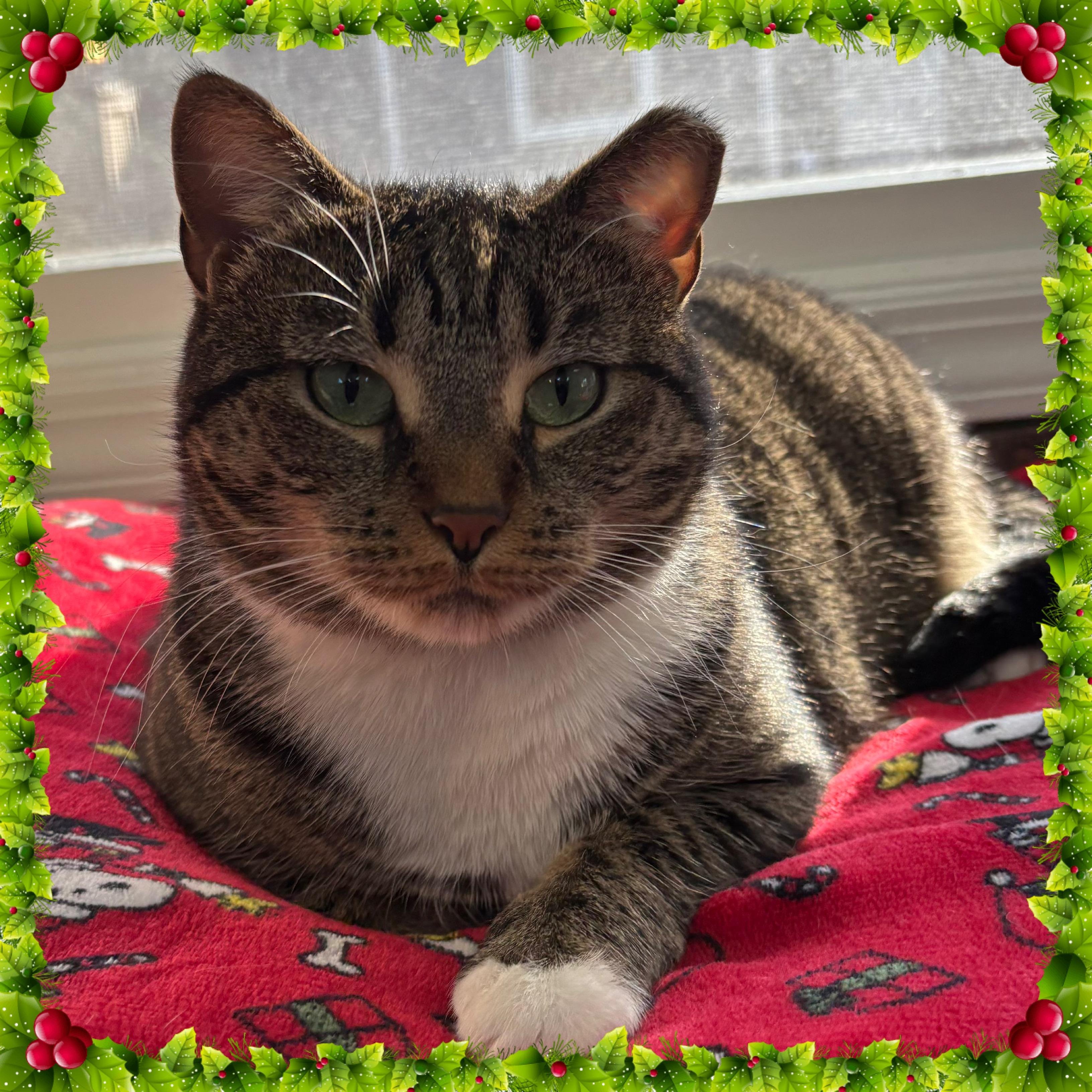 HAZEL, Adoptable, Young Female Domestic Short Hair.