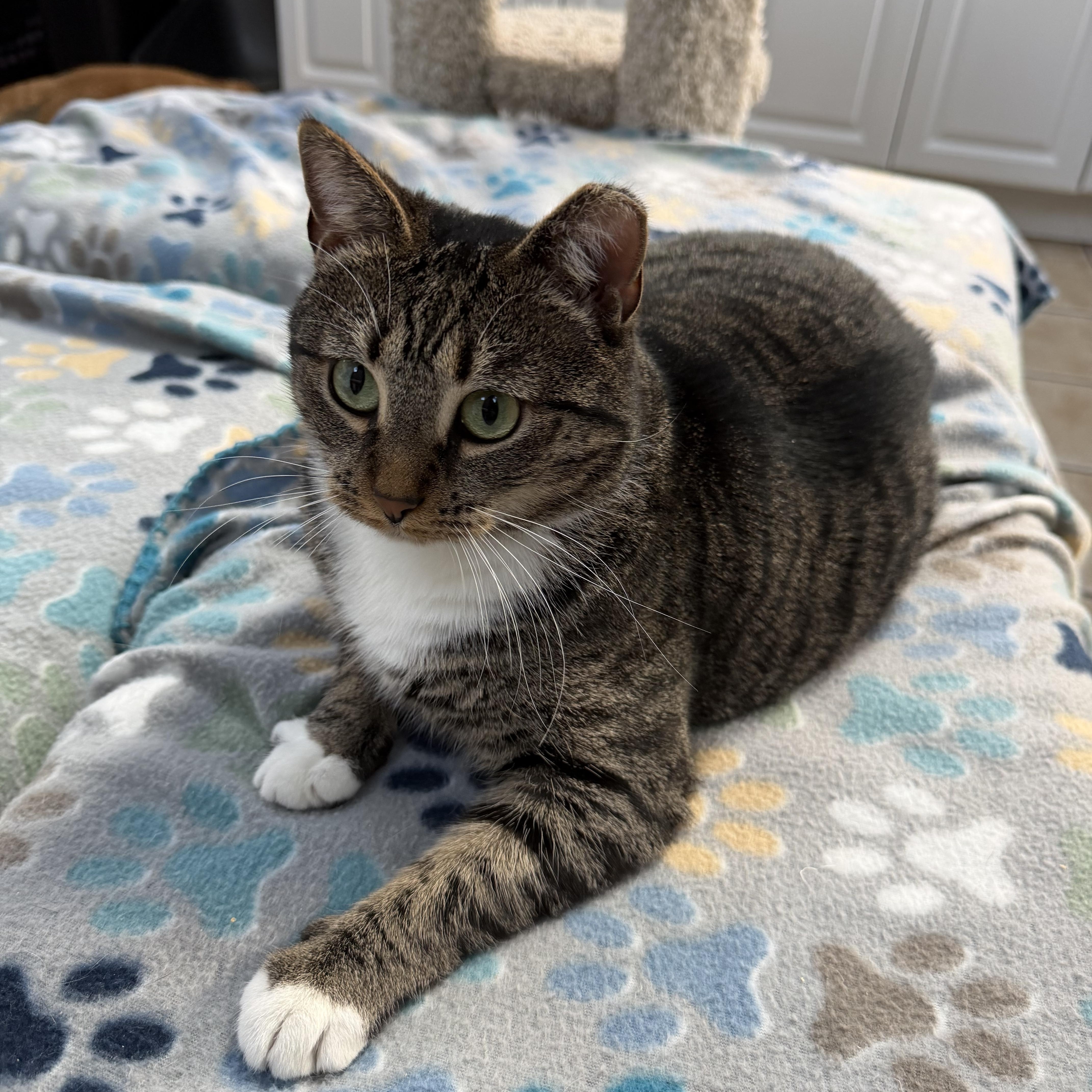 Enlarge HAZEL, a Adoptable Domestic Short Hair in Hamilton, NJ image 6/6