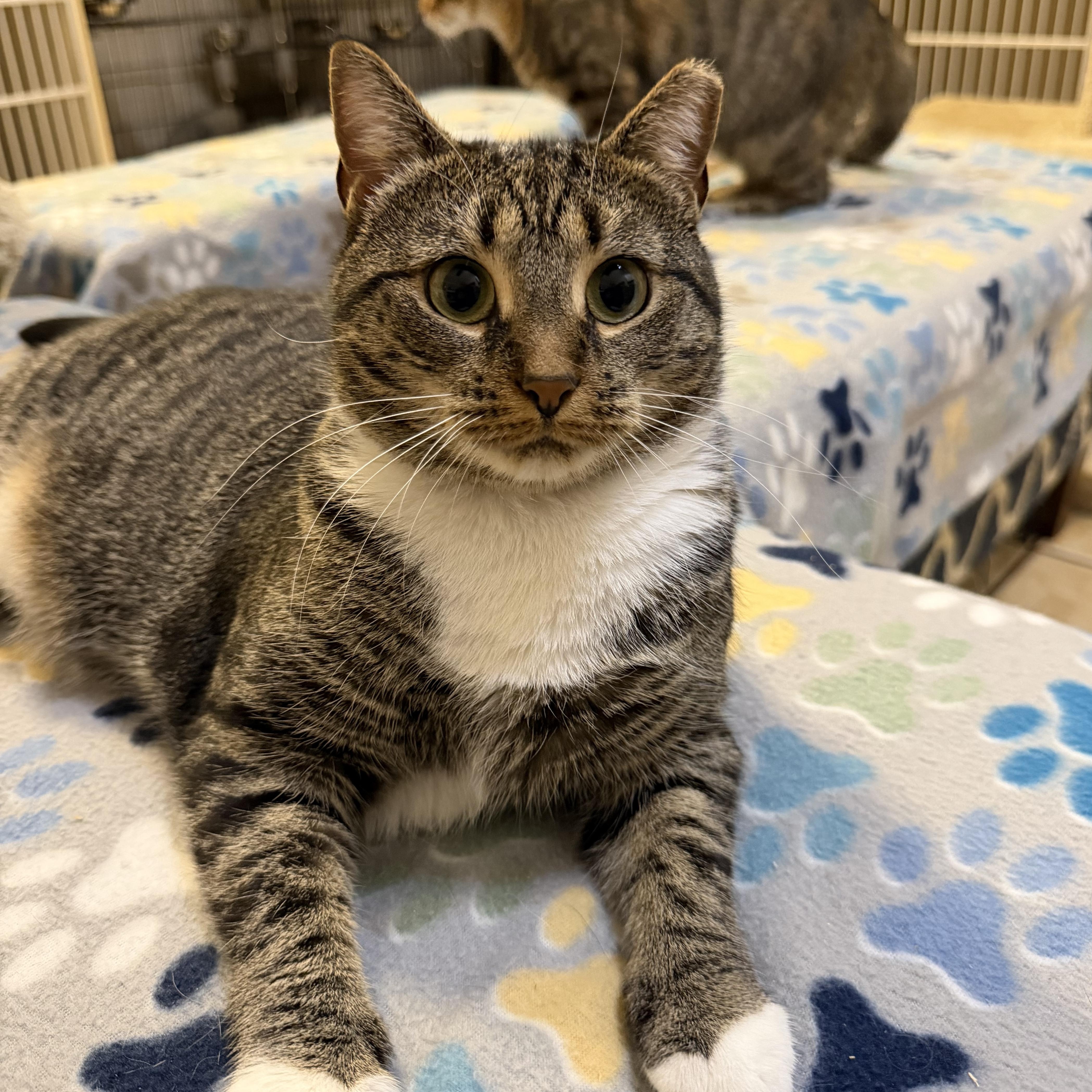 HAZEL, Adoptable, Young Female Domestic Short Hair.