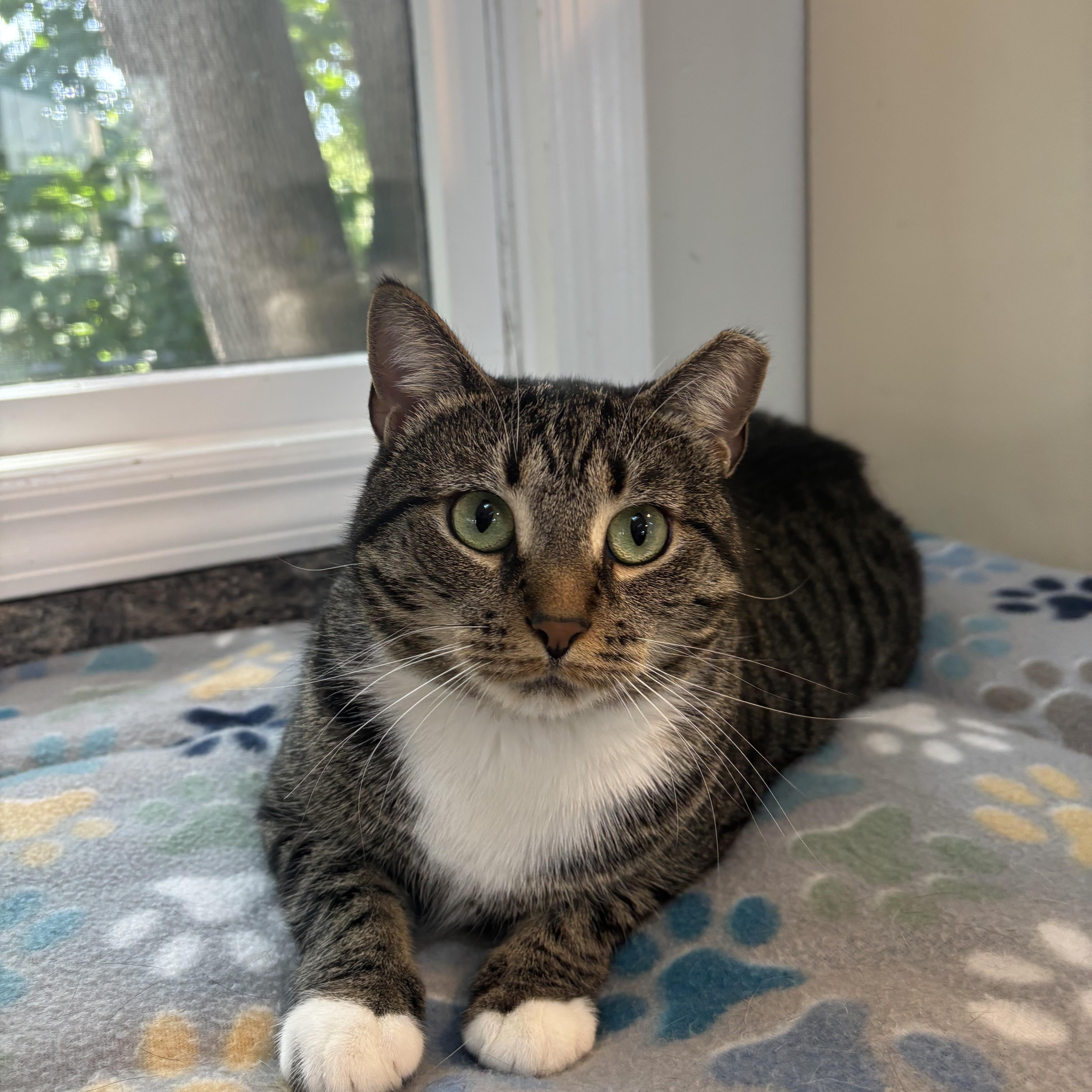 HAZEL