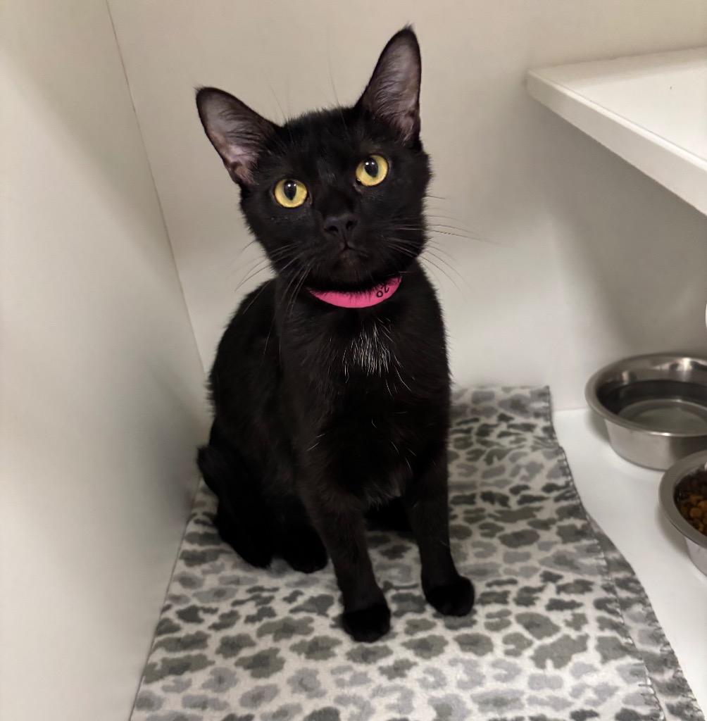 Jamie, ADOPTABLE, Young Female Domestic Short Hair.