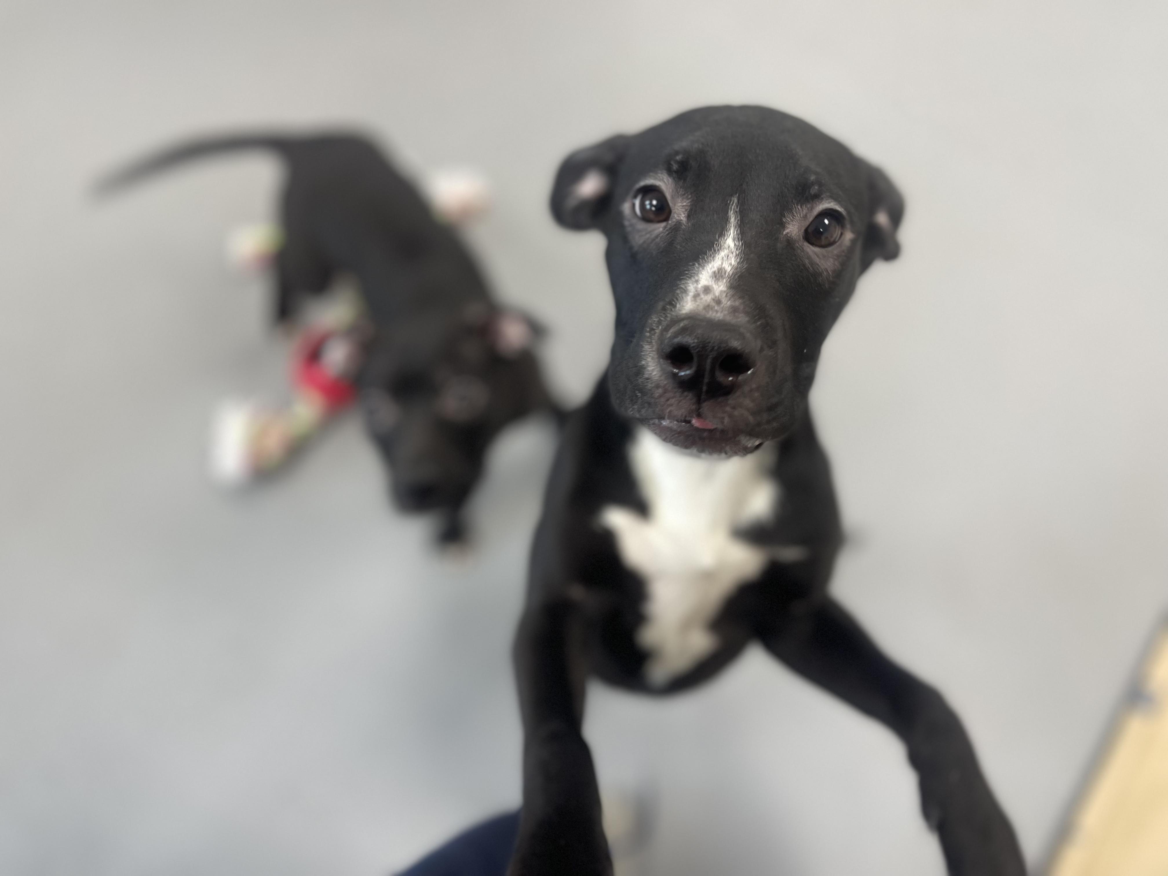 Joanne, adoptable, Young Female American Bully.