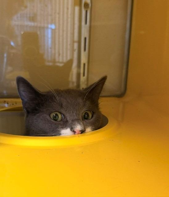 Mortimer "Morty, a Adoptable mixed breed in Ladysmith, WI image 1/3