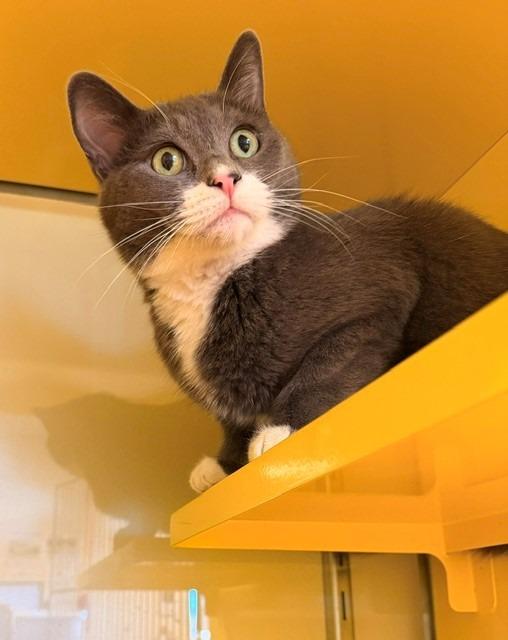 Mortimer "Morty, a Adoptable mixed breed in Ladysmith, WI image 2/3