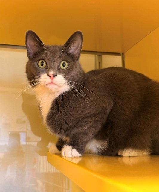 Mortimer "Morty, a Adoptable mixed breed in Ladysmith, WI image 3/3