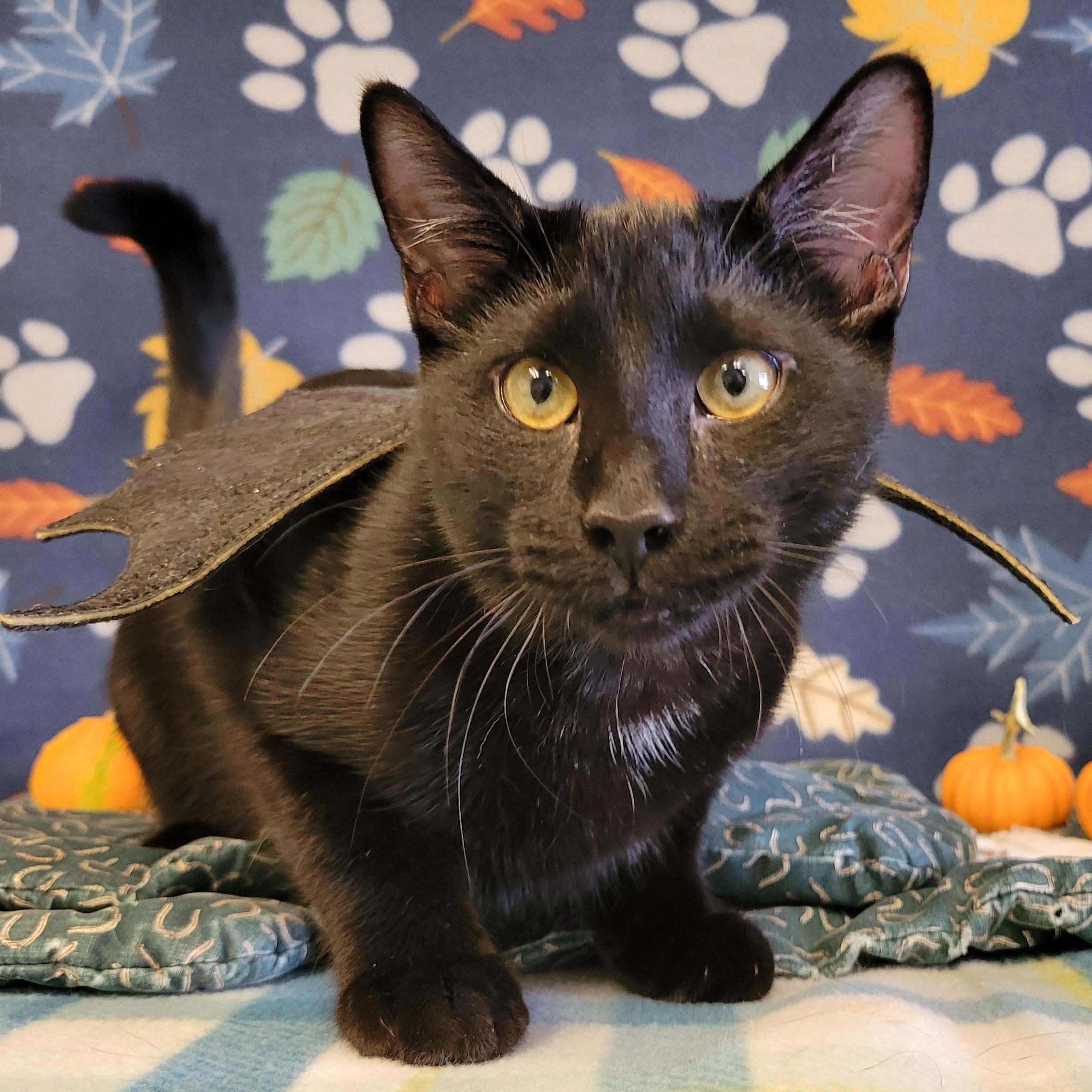 Jesse, Adopted, Young Male Domestic Short Hair.