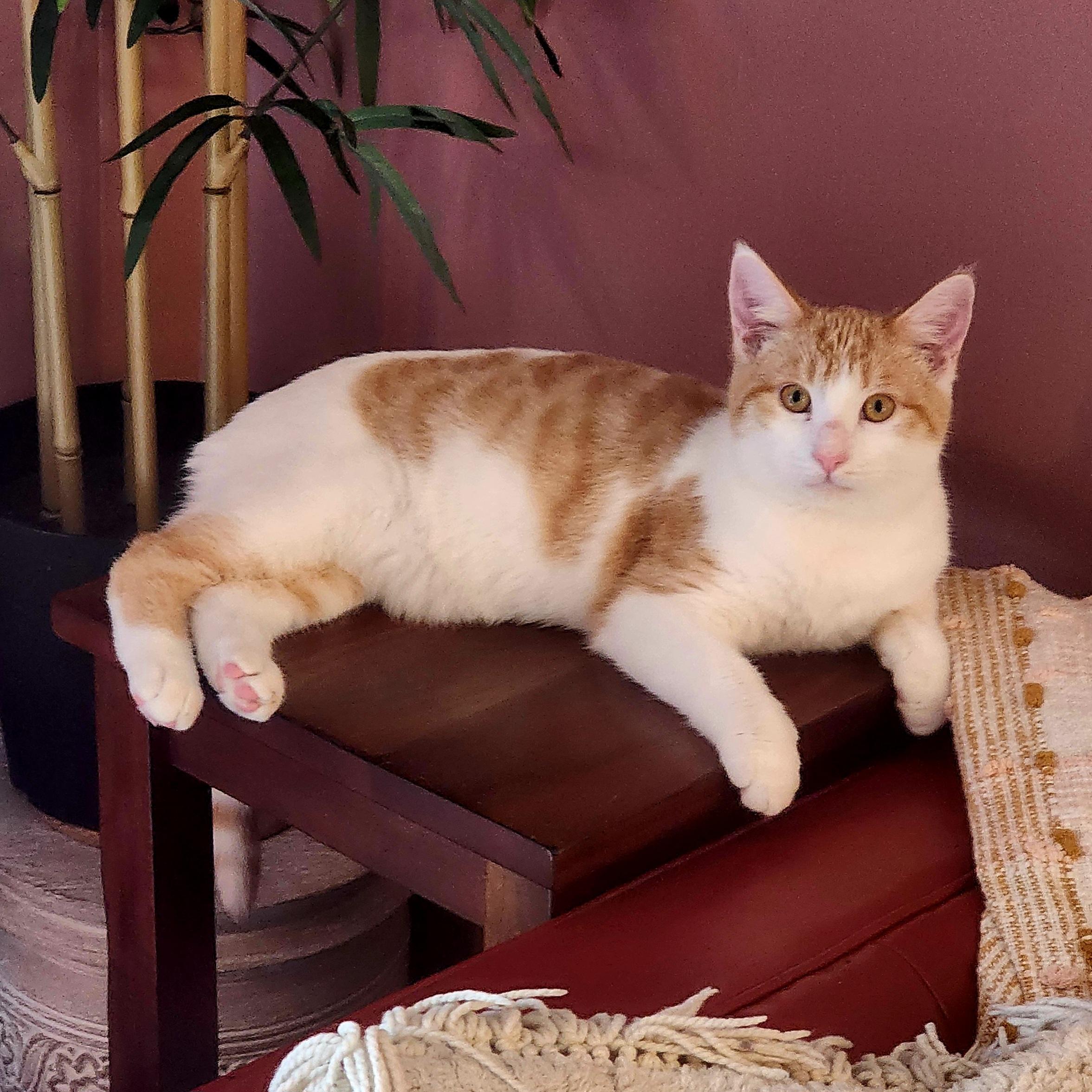 Garfield , a ADOPTABLE Tabby in Woodinville, WA image 1/3