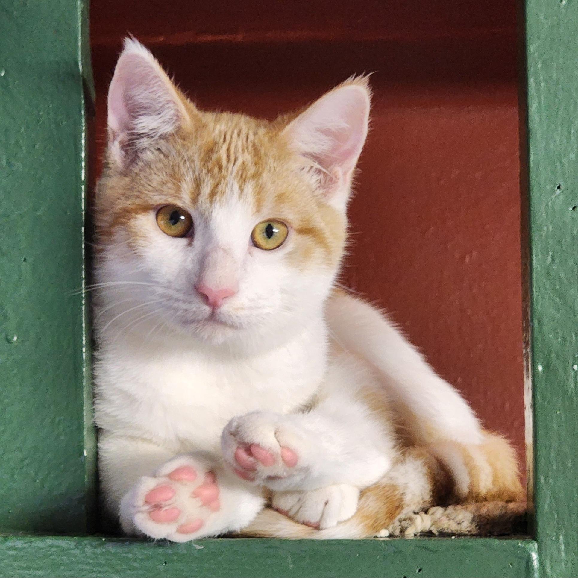 Garfield , a ADOPTABLE Tabby in Woodinville, WA image 2/3