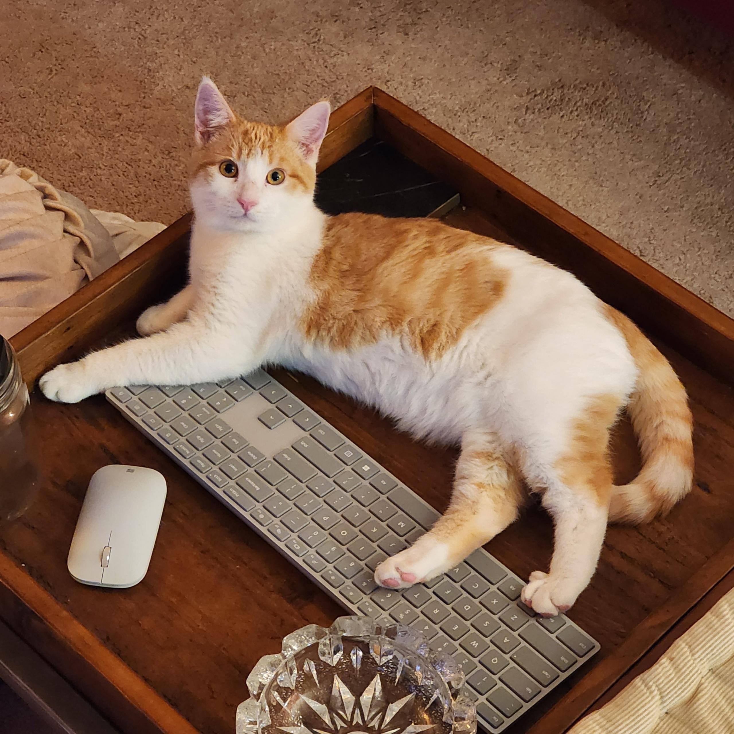 Garfield , a ADOPTABLE Tabby in Woodinville, WA image 3/3