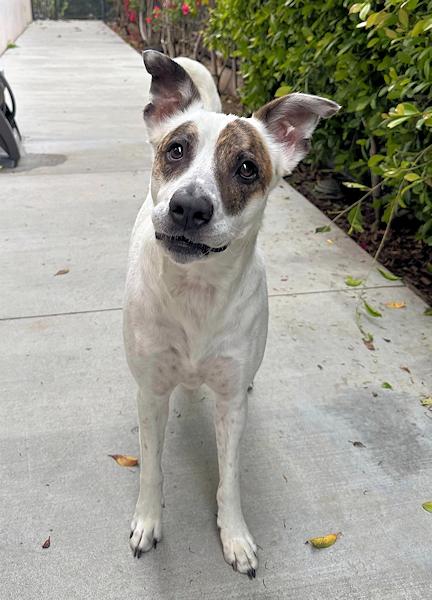 Rascal  Courtesy Listing thumbnail 2