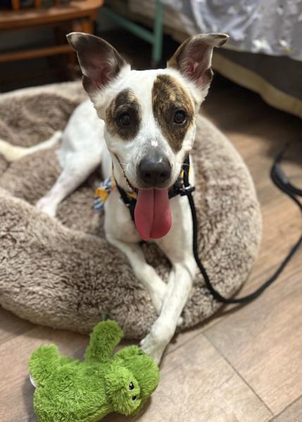 Rascal  Courtesy Listing thumbnail 5