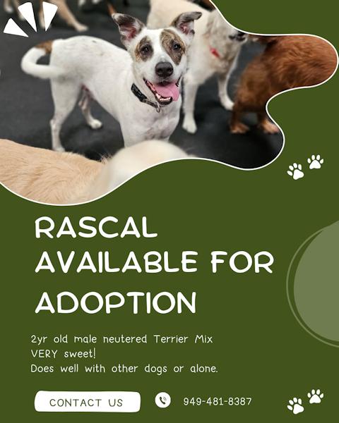 Rascal - Courtesy Listing thumbnail 5