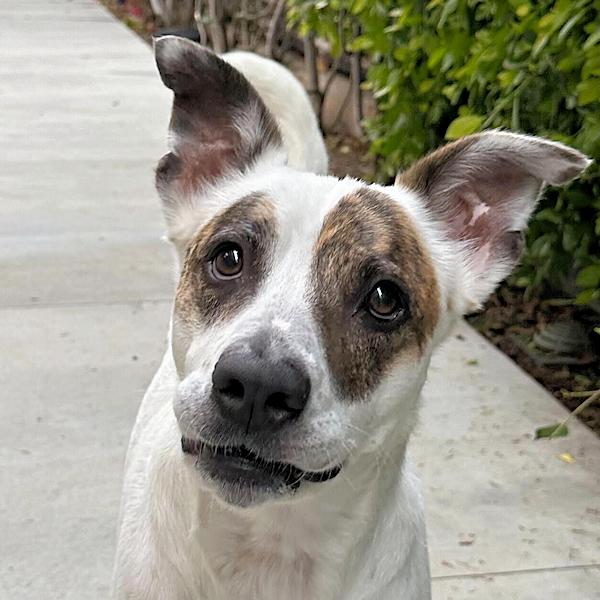 Rascal - Courtesy Listing photo 1