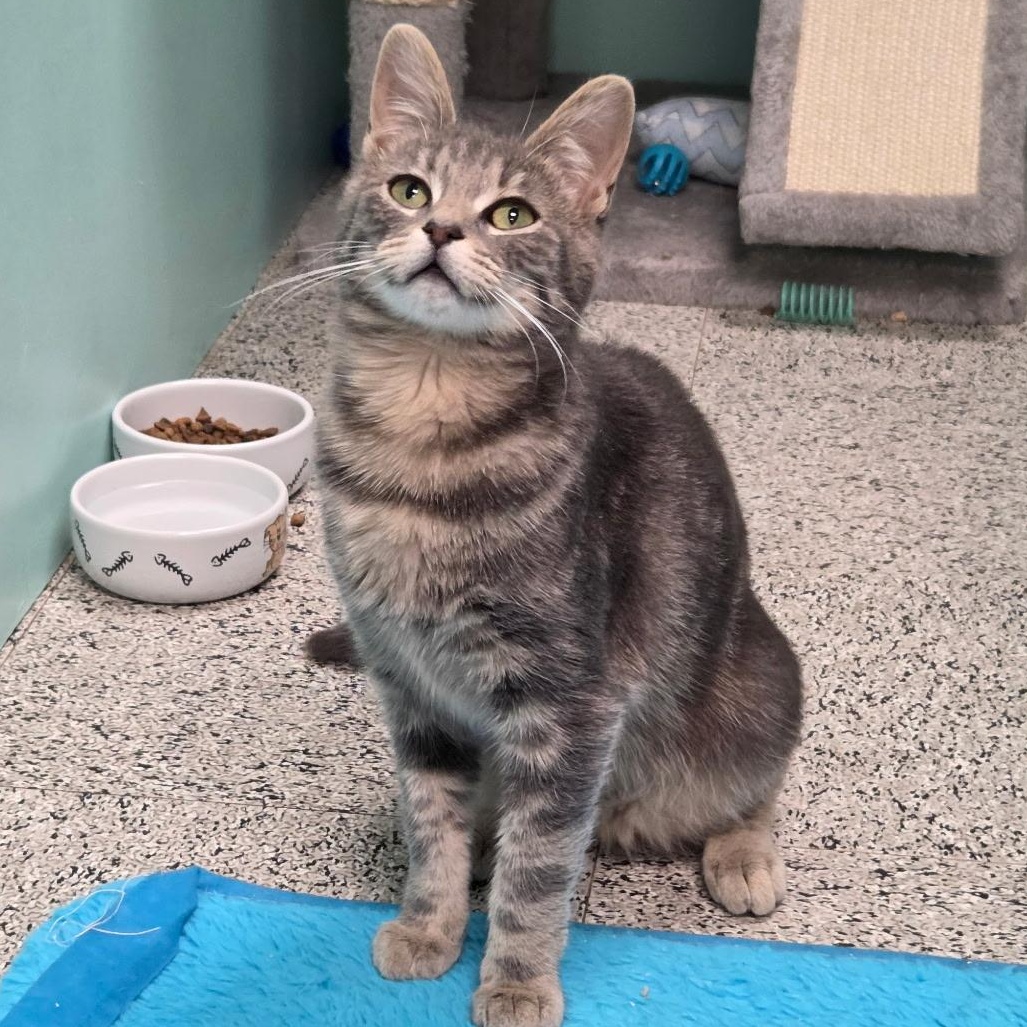 Glitch - ABBY Mr. Pets, Adoptable, Adult Female Domestic Short Hair.