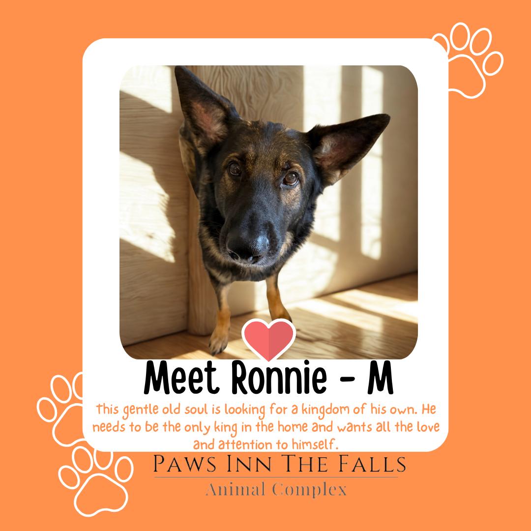 Enlarge Ronnie, a Adoptable German Shepherd Dog in Wheatfield, NY image 1/1