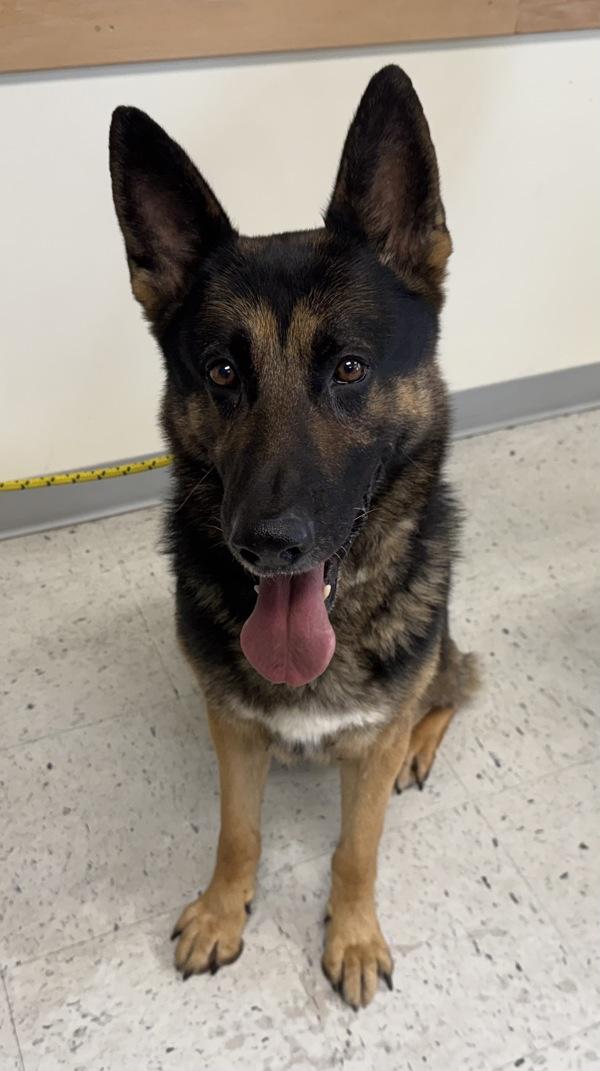 *Soup*, Adoptable, Adult Male German Shepherd Dog.