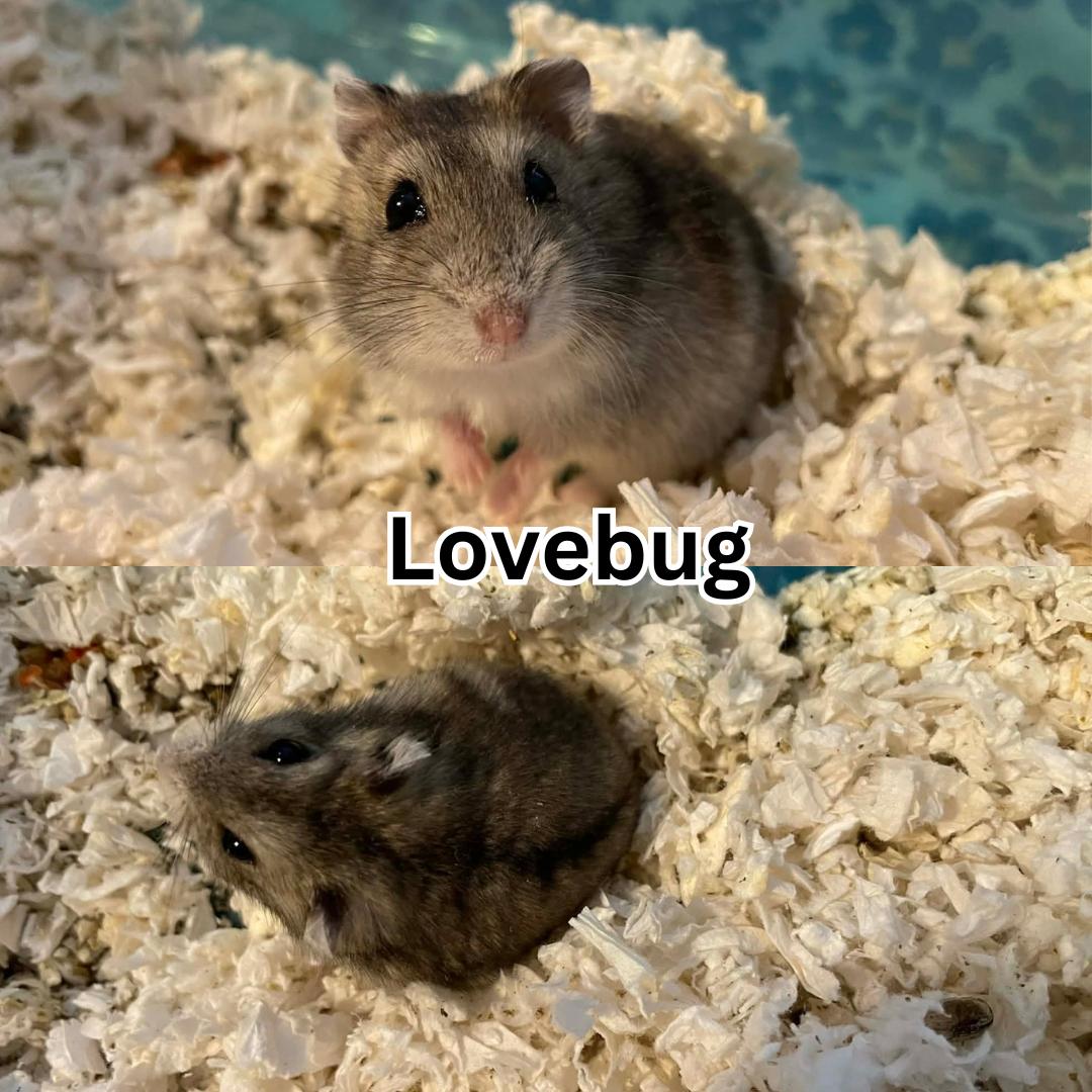Lovebug, adopted, Young Female Dwarf Hamster & Hamster.