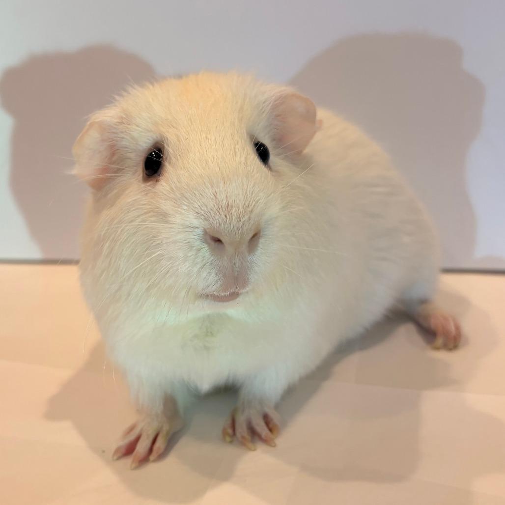 Snowball, Adoptable, Adult Male Guinea Pig.