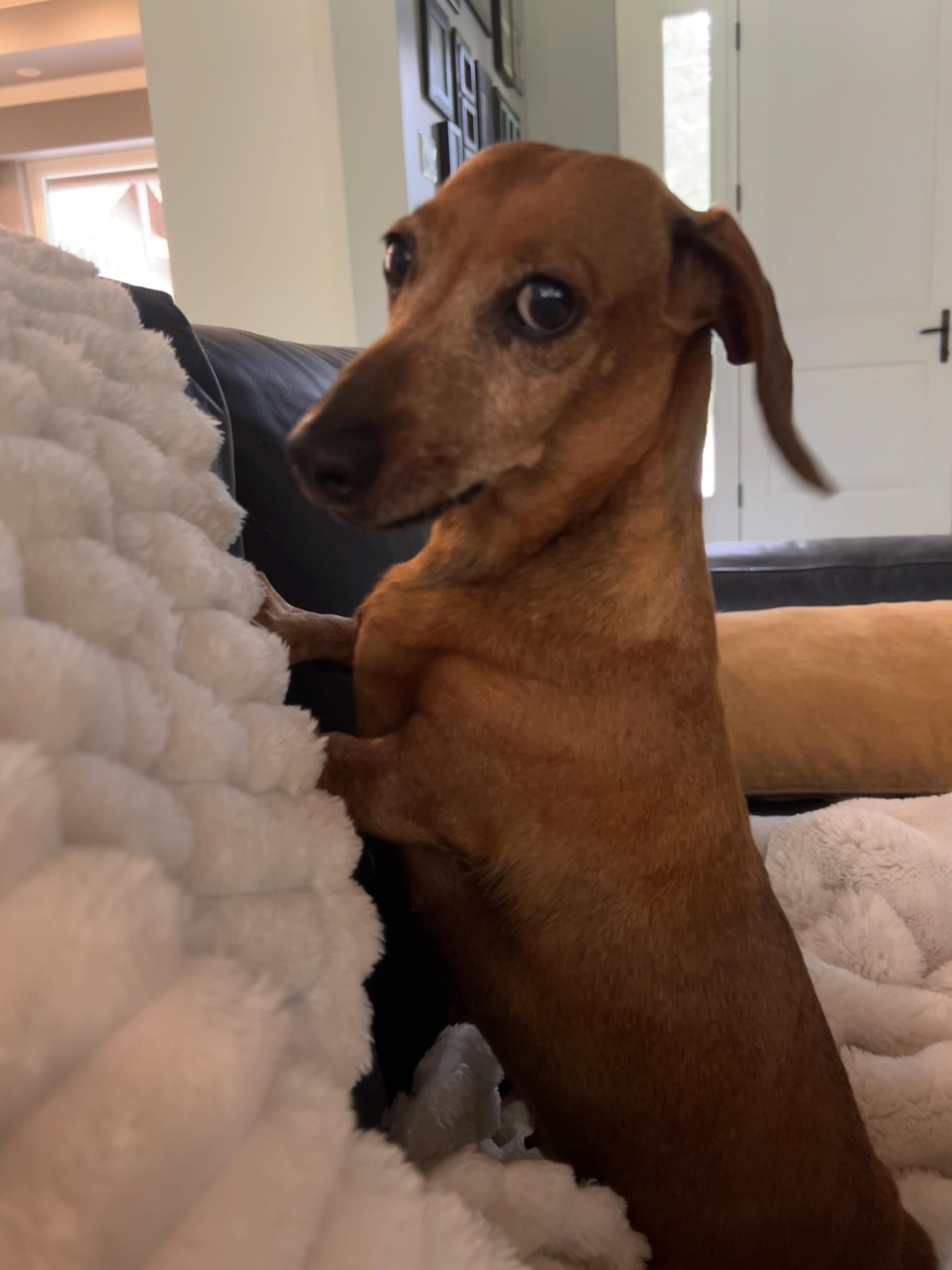 Enlarge MILLICENT, an adopted Dachshund in Abbotsford, BC image 4/5