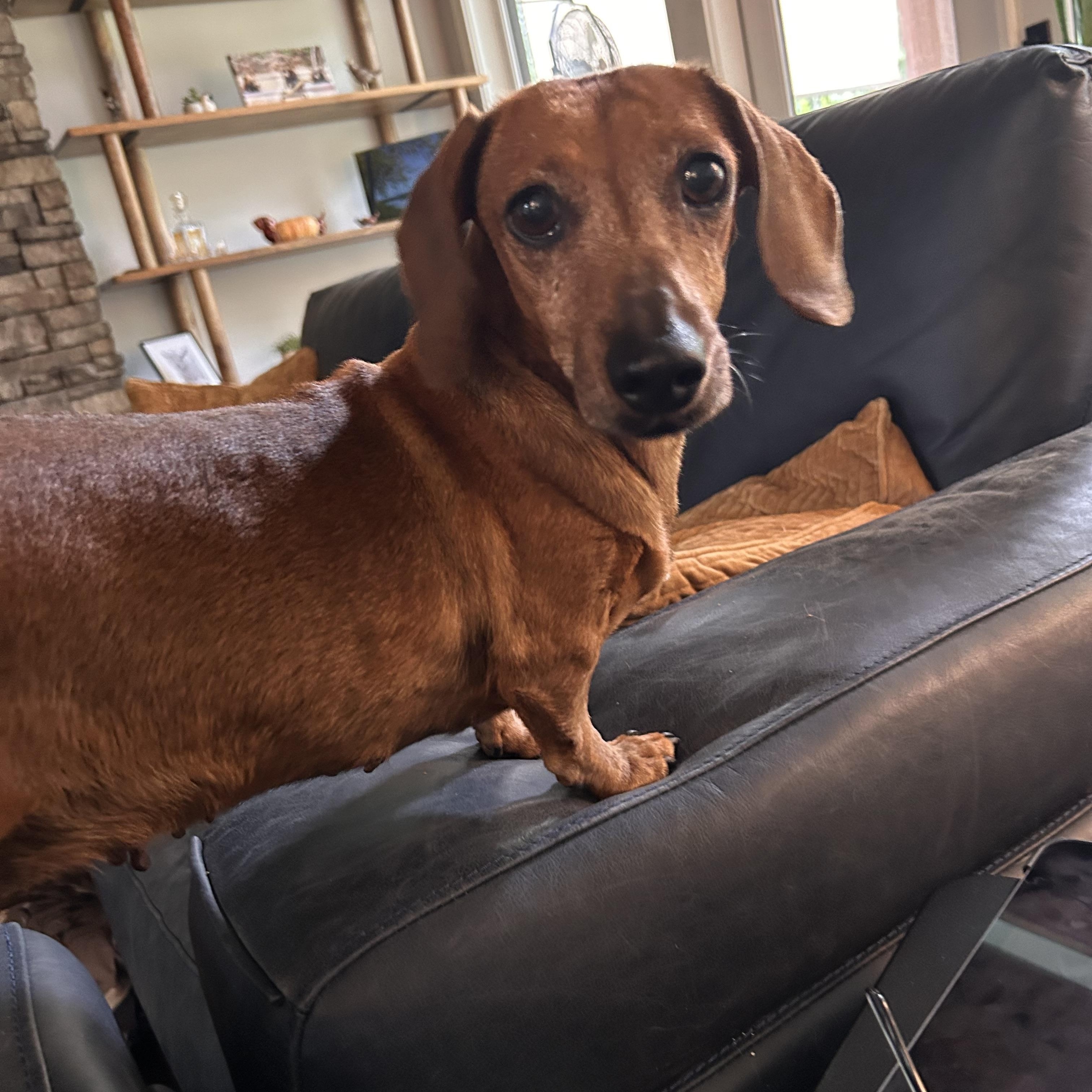 Enlarge MILLICENT, an adopted Dachshund in Abbotsford, BC image 1/5