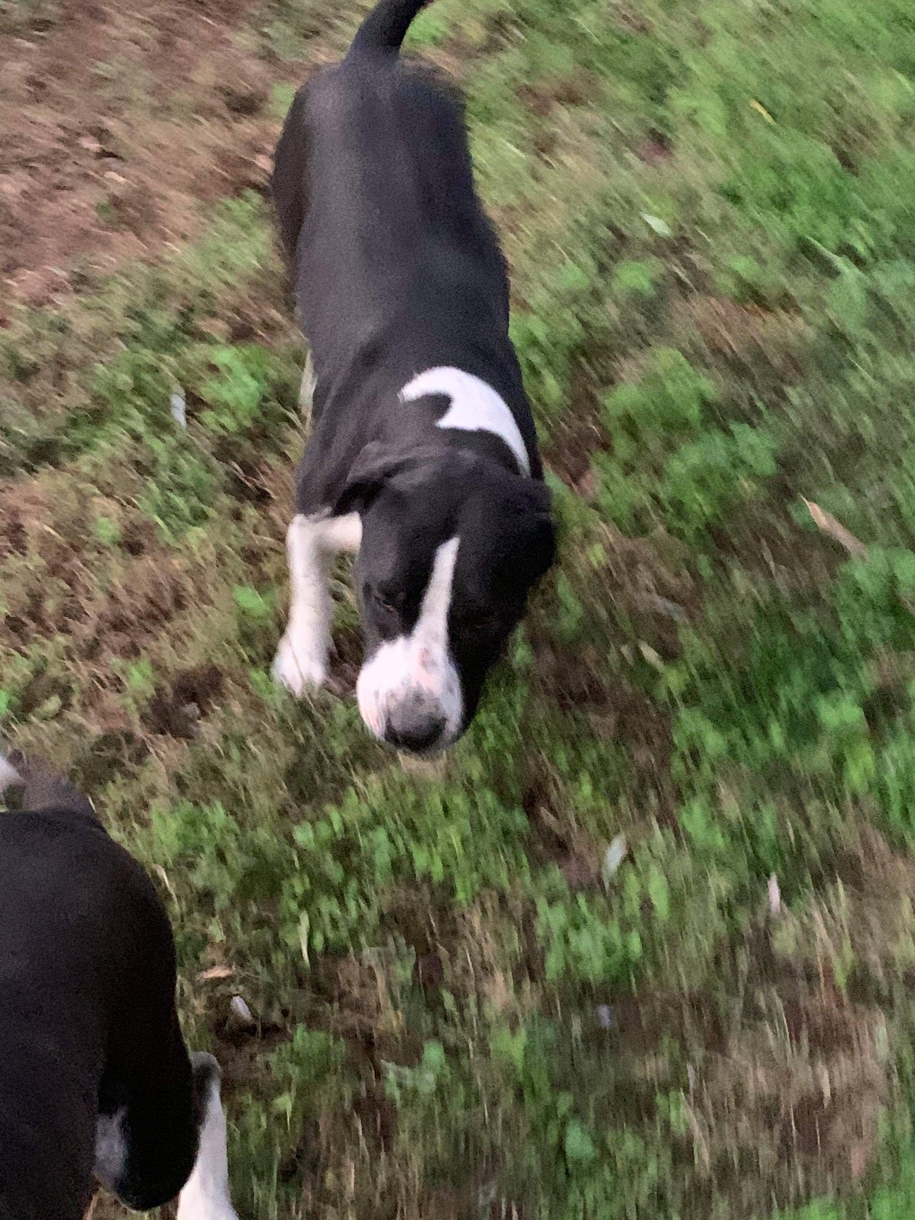 Chelsea, a Adoptable mixed breed in Peachtree City , GA image 1/5