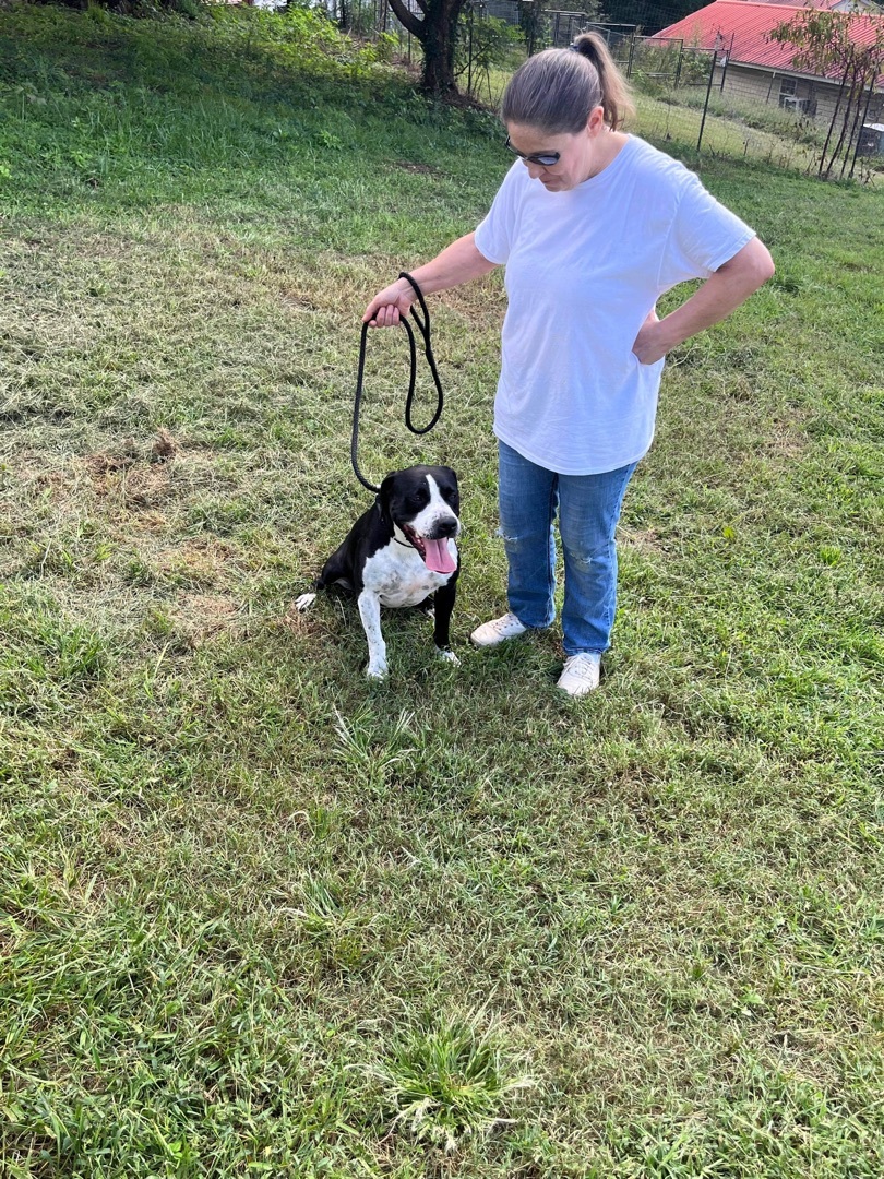 Chelsea, a Adoptable mixed breed in Peachtree City , GA image 2/5