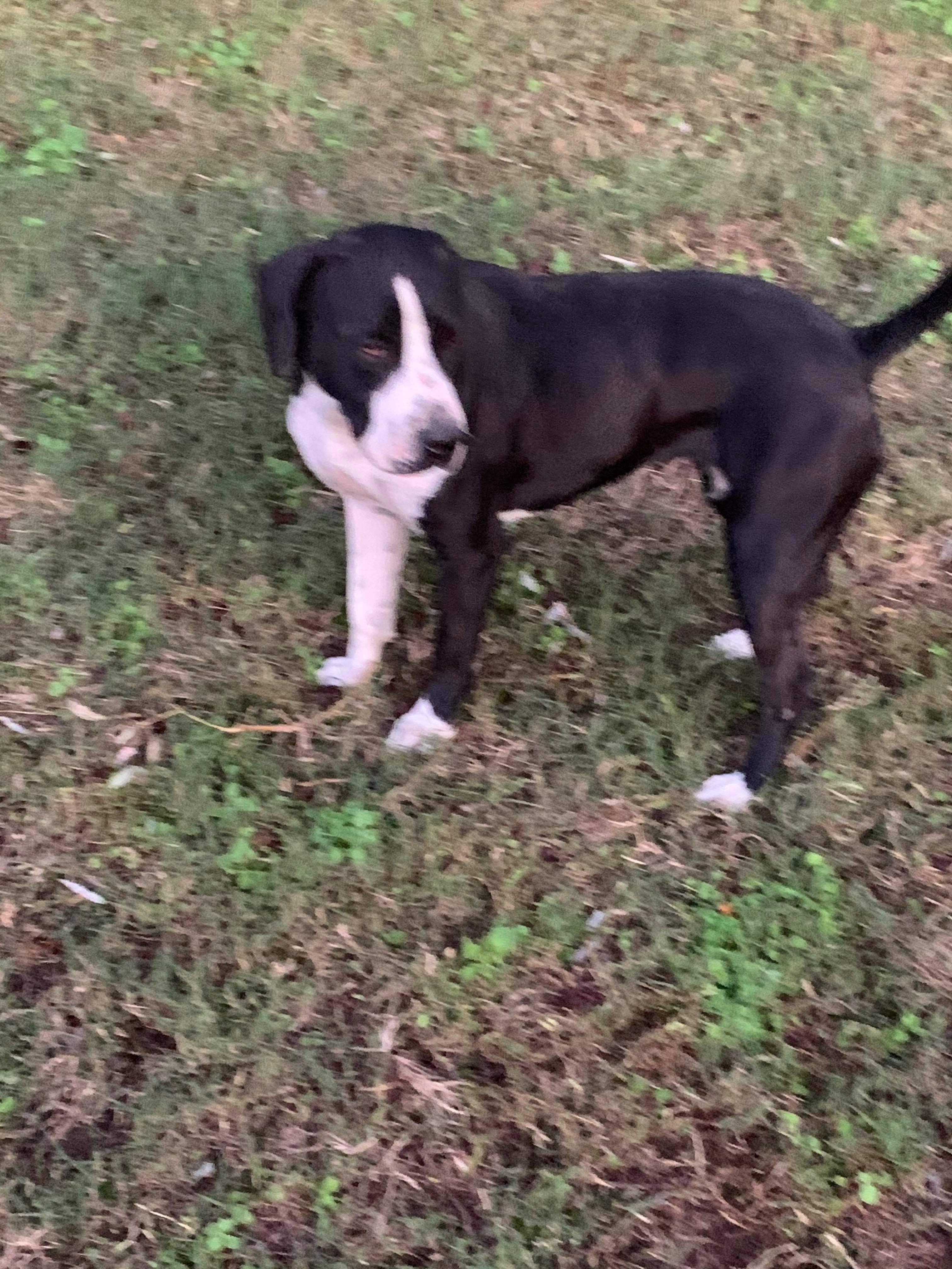 Chelsea, a Adoptable mixed breed in Peachtree City , GA image 3/5