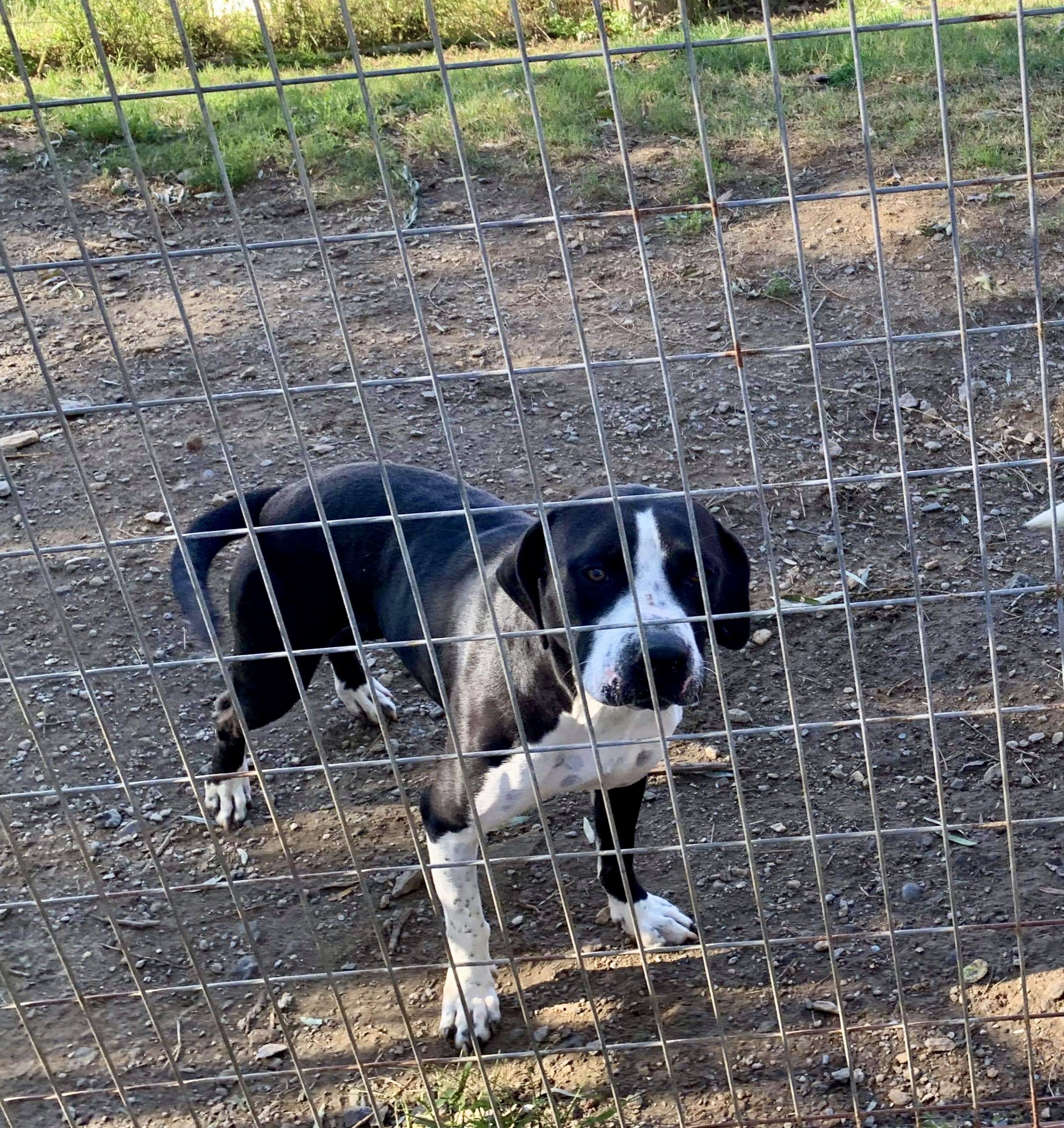 Chelsea, a Adoptable mixed breed in Peachtree City , GA image 4/5