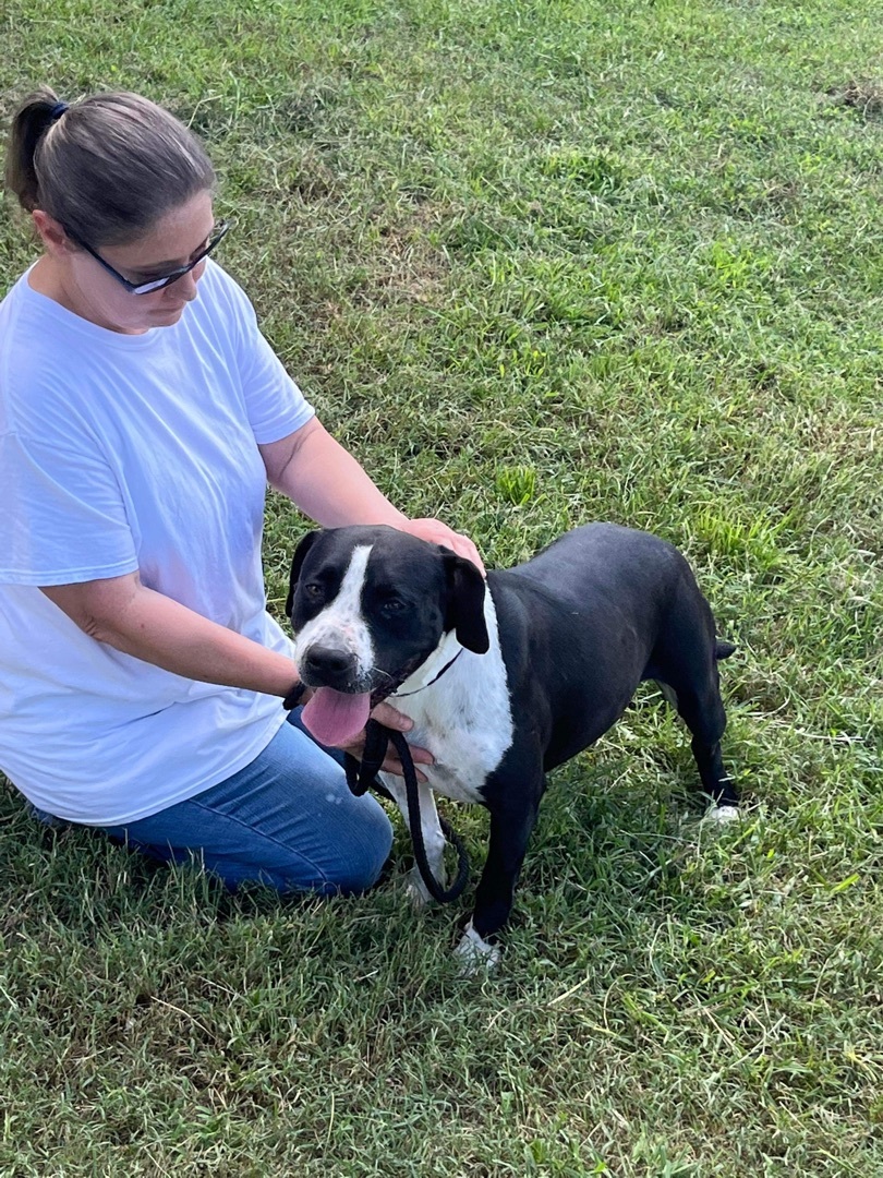 Chelsea, an adoptable Mixed Breed in Peachtree City , GA, 30269 | Photo Image 1