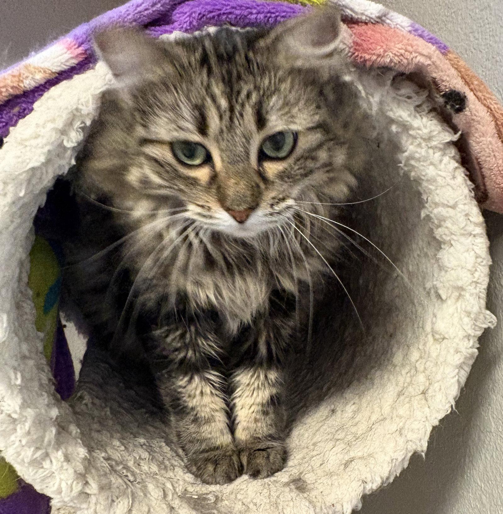Enlarge Stormy, a Adoptable Domestic Long Hair in Kansas City, MO image 1/3