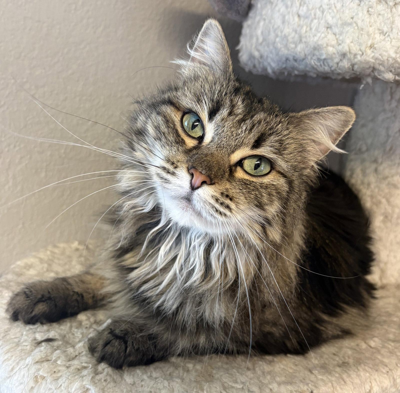 Enlarge Stormy, a Adoptable Domestic Long Hair in Kansas City, MO image 2/3