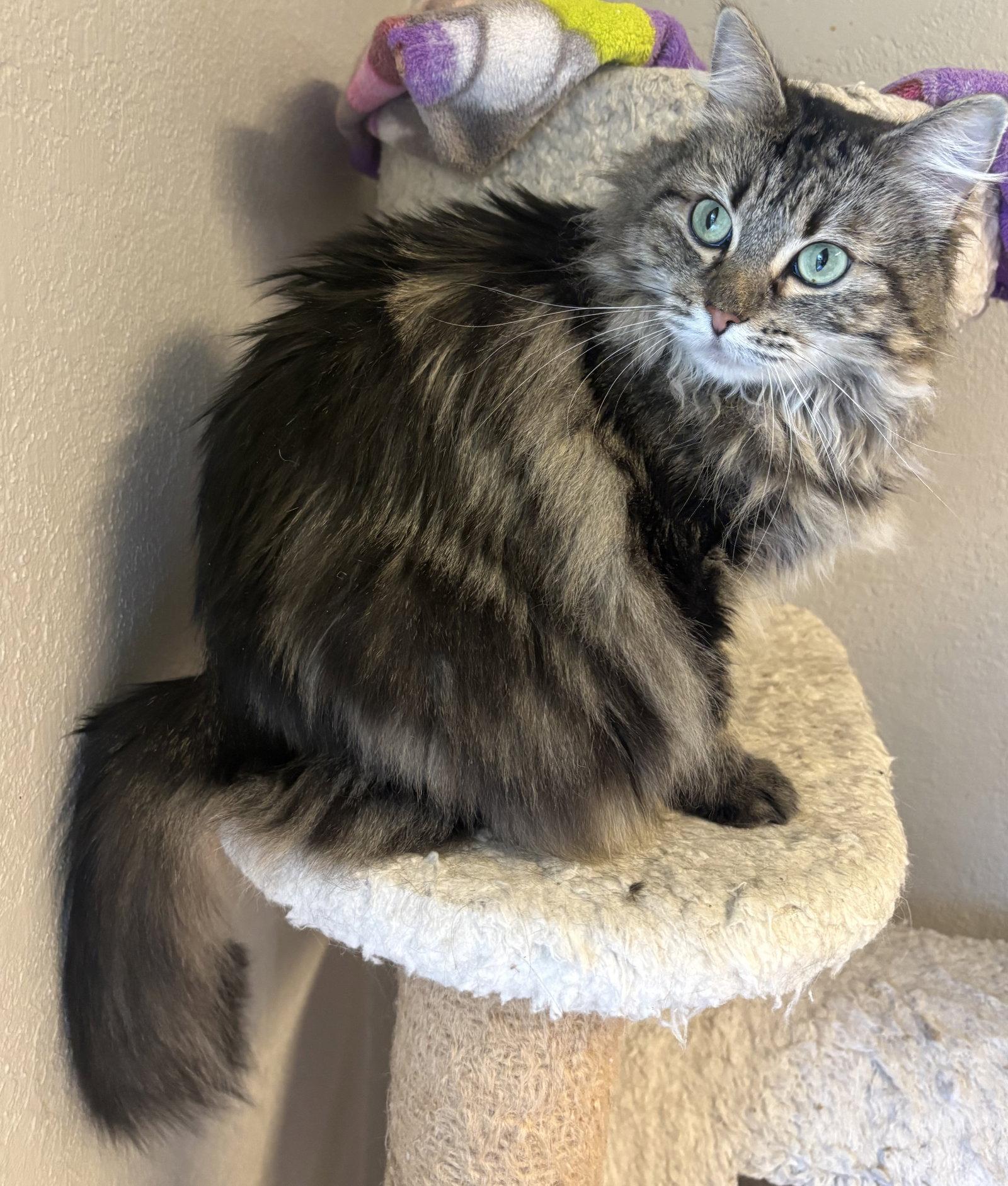 Enlarge Stormy, a Adoptable Domestic Long Hair in Kansas City, MO image 3/3