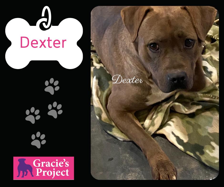Enlarge Dexter, a Adoptable mixed breed in Spokane, WA image 1/1