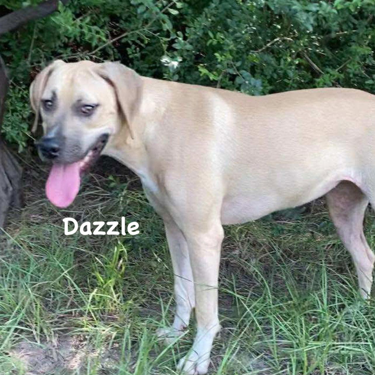 Dazzle, a Adoptable Mixed Breed in Ridgefield, CT image 1/3