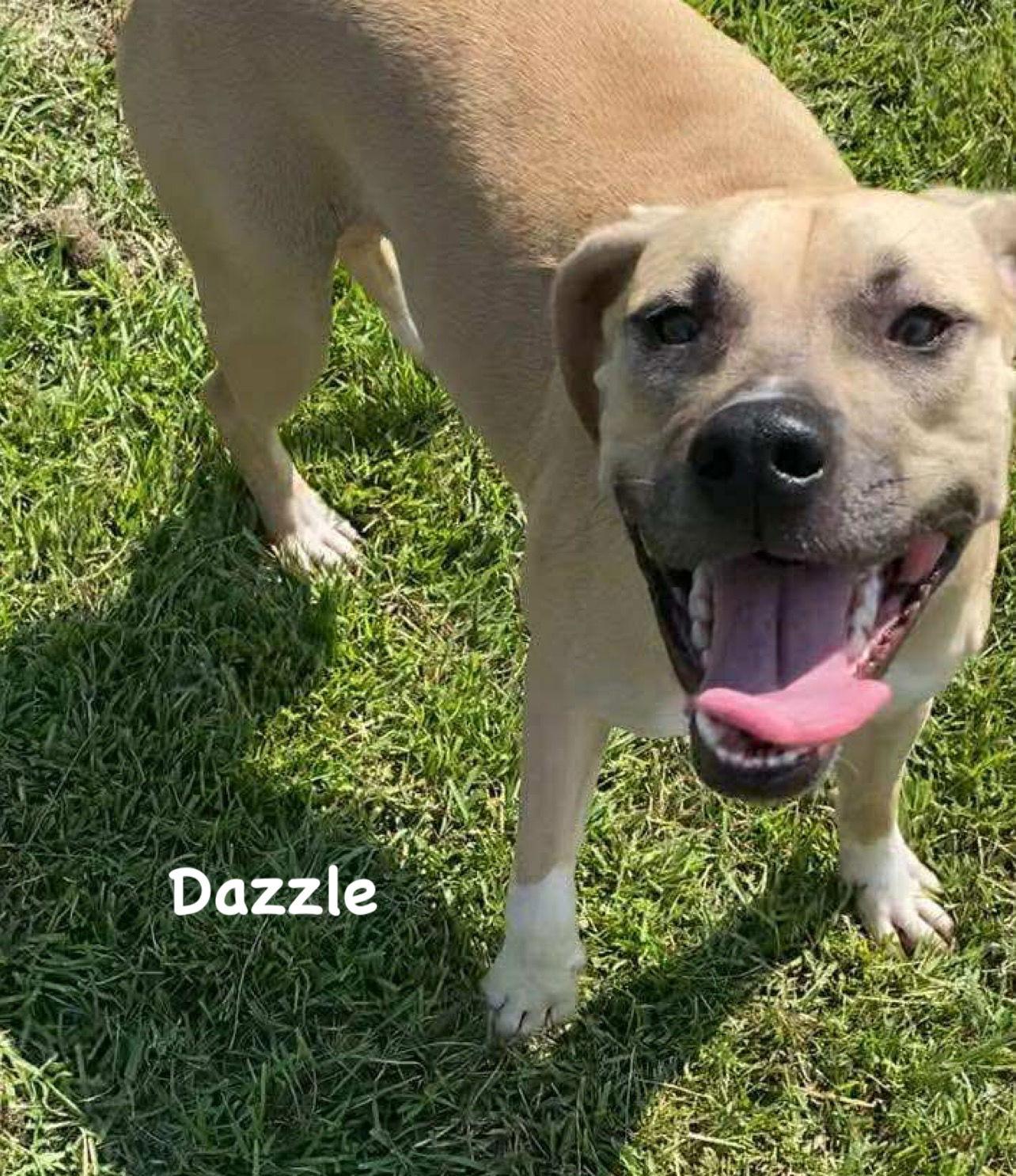 Dazzle, a Adoptable Mixed Breed in Ridgefield, CT image 2/3