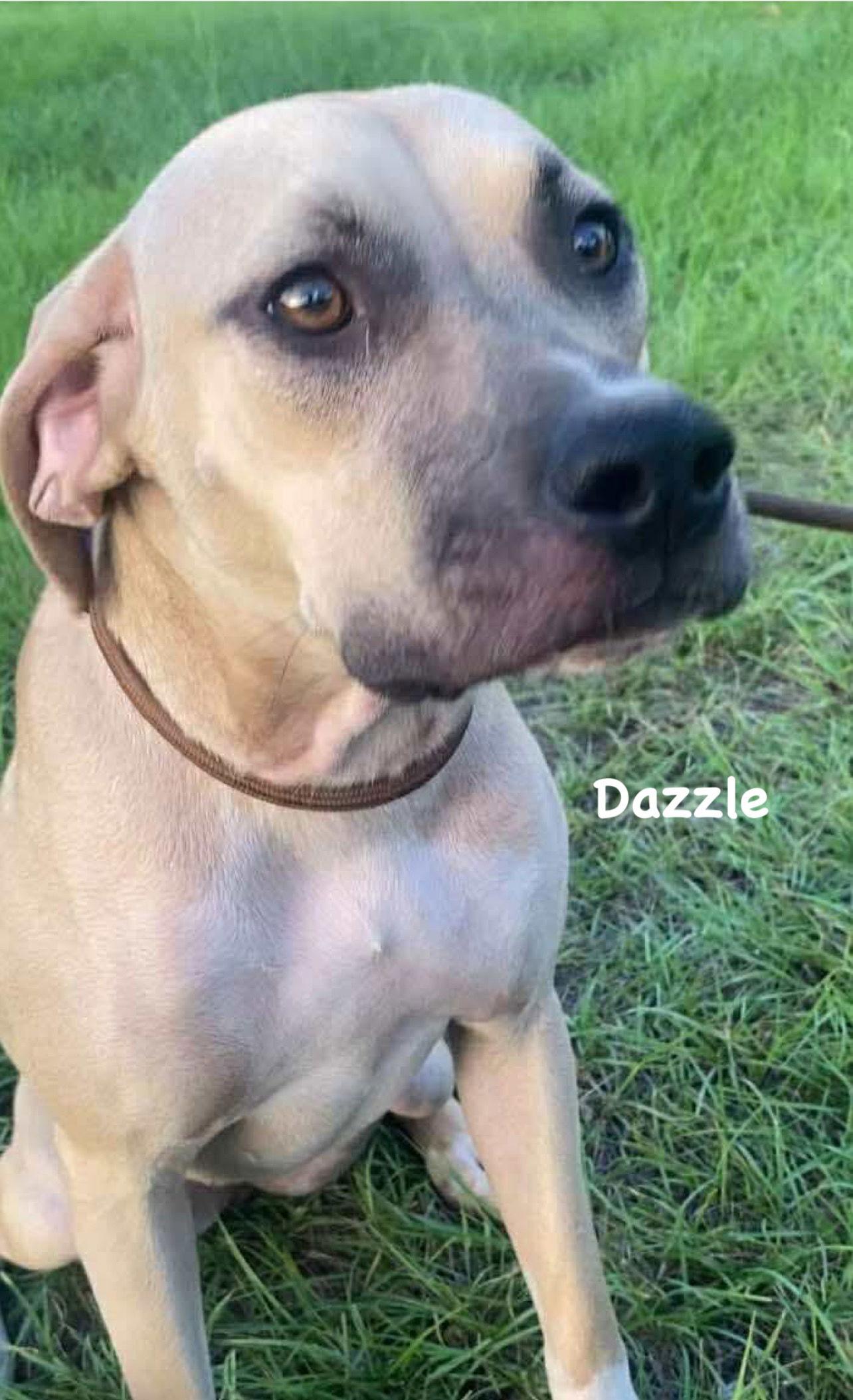 Dazzle, a Adoptable Mixed Breed in Ridgefield, CT image 3/3
