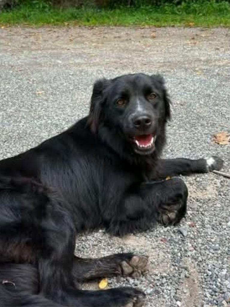 Forester, Adoptable, Adult Male Retriever & Border Collie.