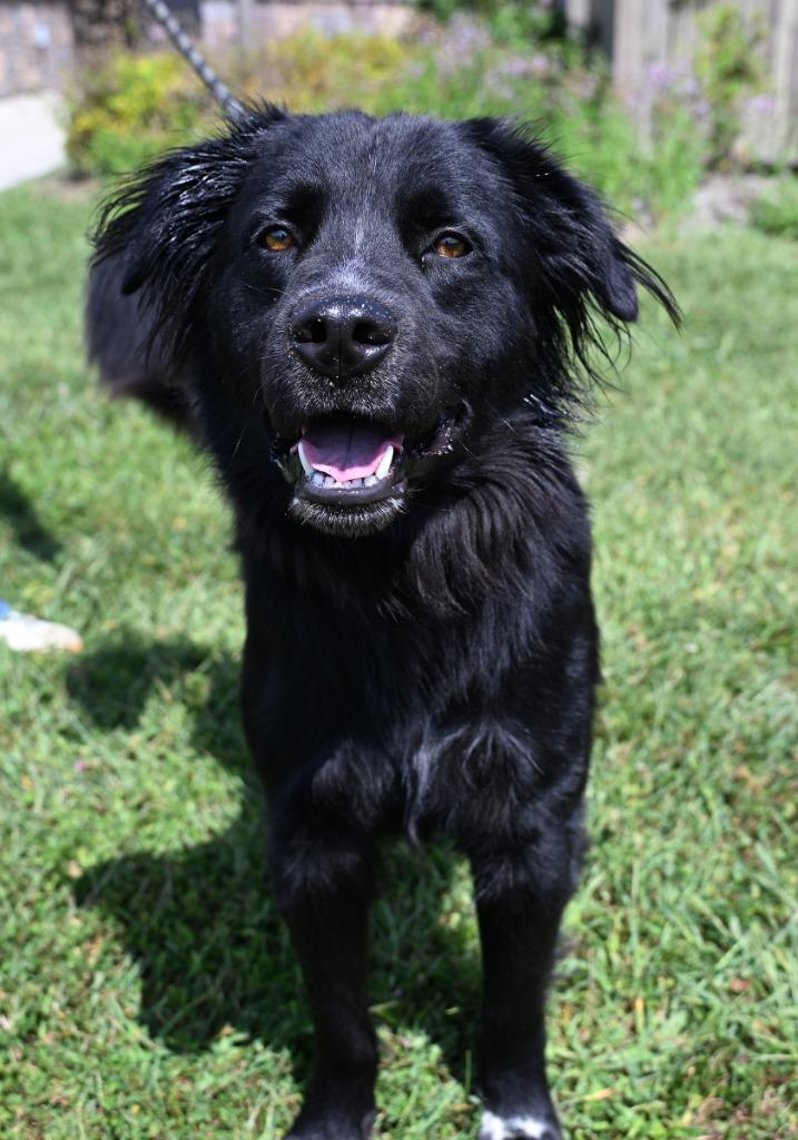 Enlarge Forester, a Adoptable mixed breed in Christiansburg, VA image 2/2