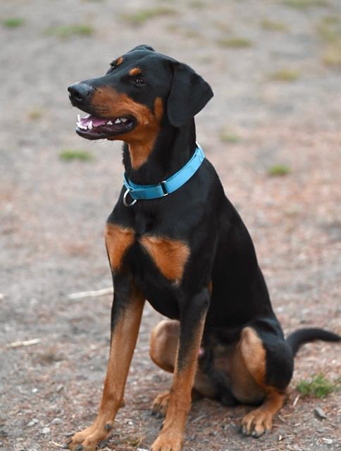 DEBO*, Adoptable, Young Male Doberman Pinscher.