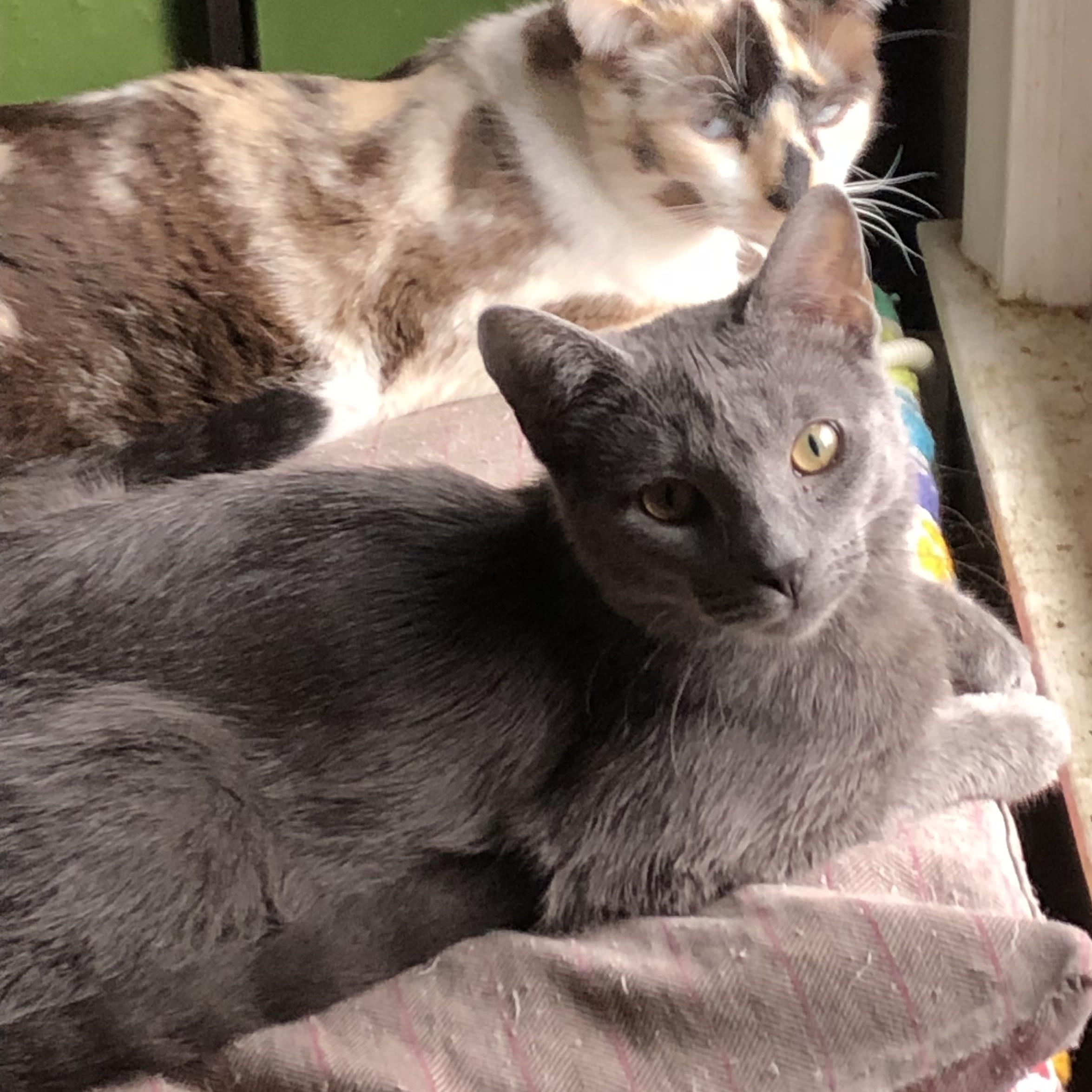 Enlarge Quint, a ADOPTABLE Domestic Short Hair in Royal Oak, MI image 1/3