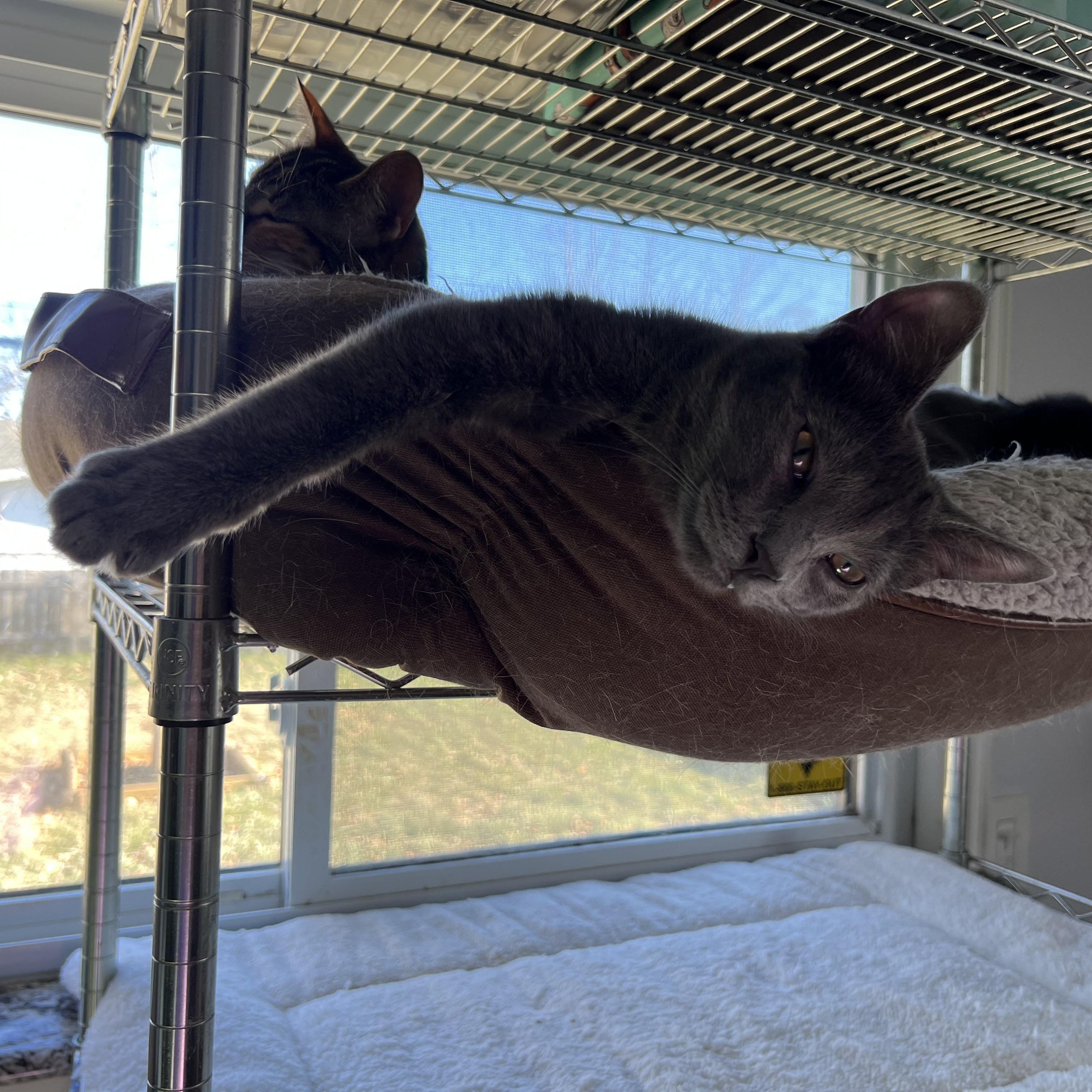 Enlarge Quint, a ADOPTABLE Domestic Short Hair in Royal Oak, MI image 3/3