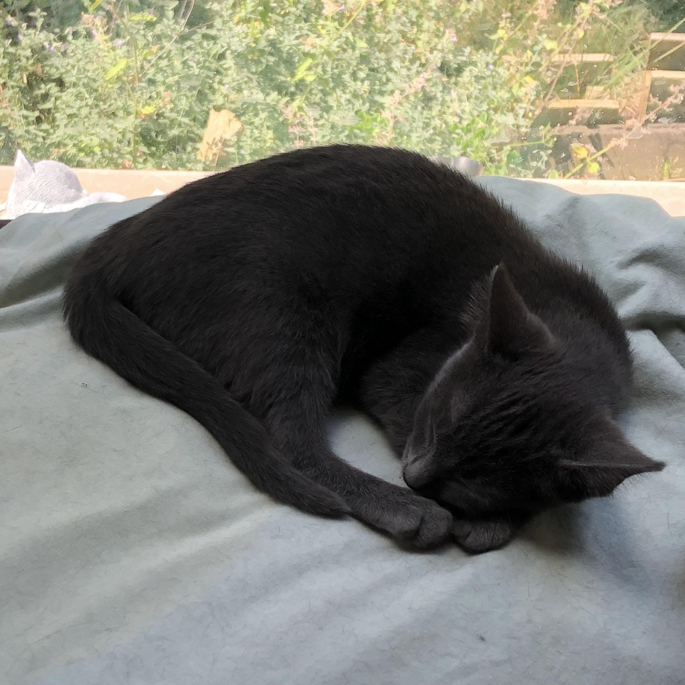 Enlarge Quint, a ADOPTABLE Domestic Short Hair in Royal Oak, MI image 2/3