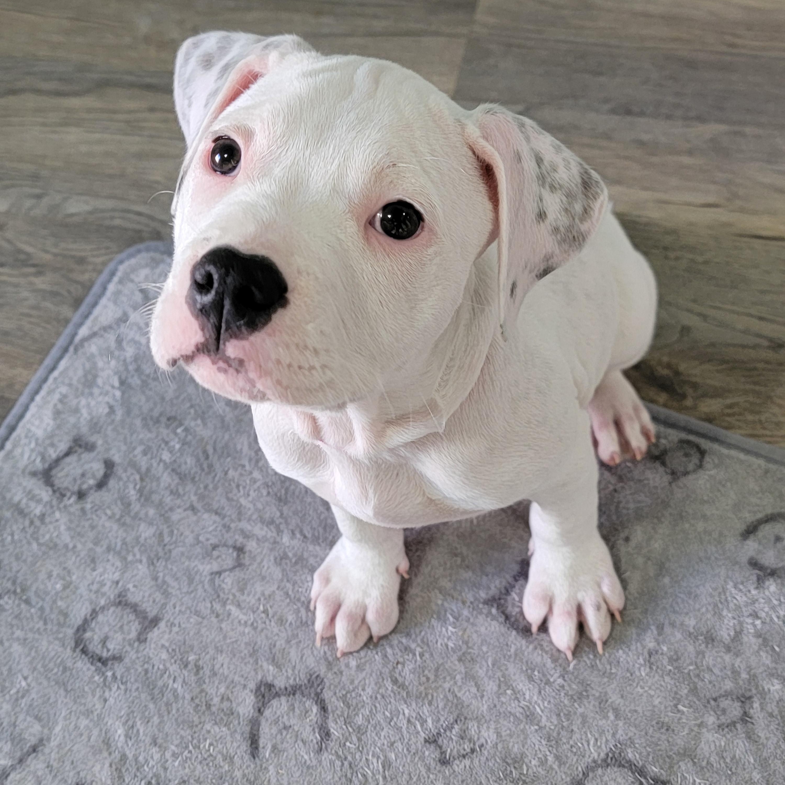 Bellini, a Adoptable mixed breed in Joliet, IL image 1/3